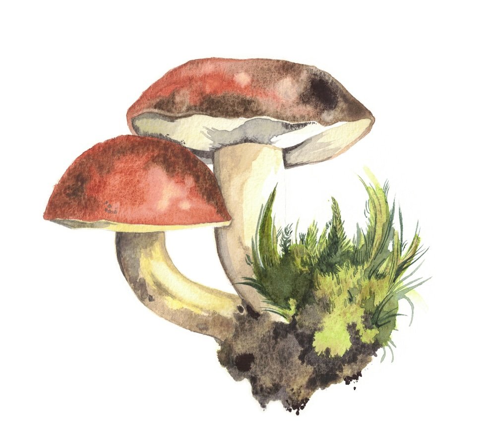 watercolor-mushrooms-small.jpeg