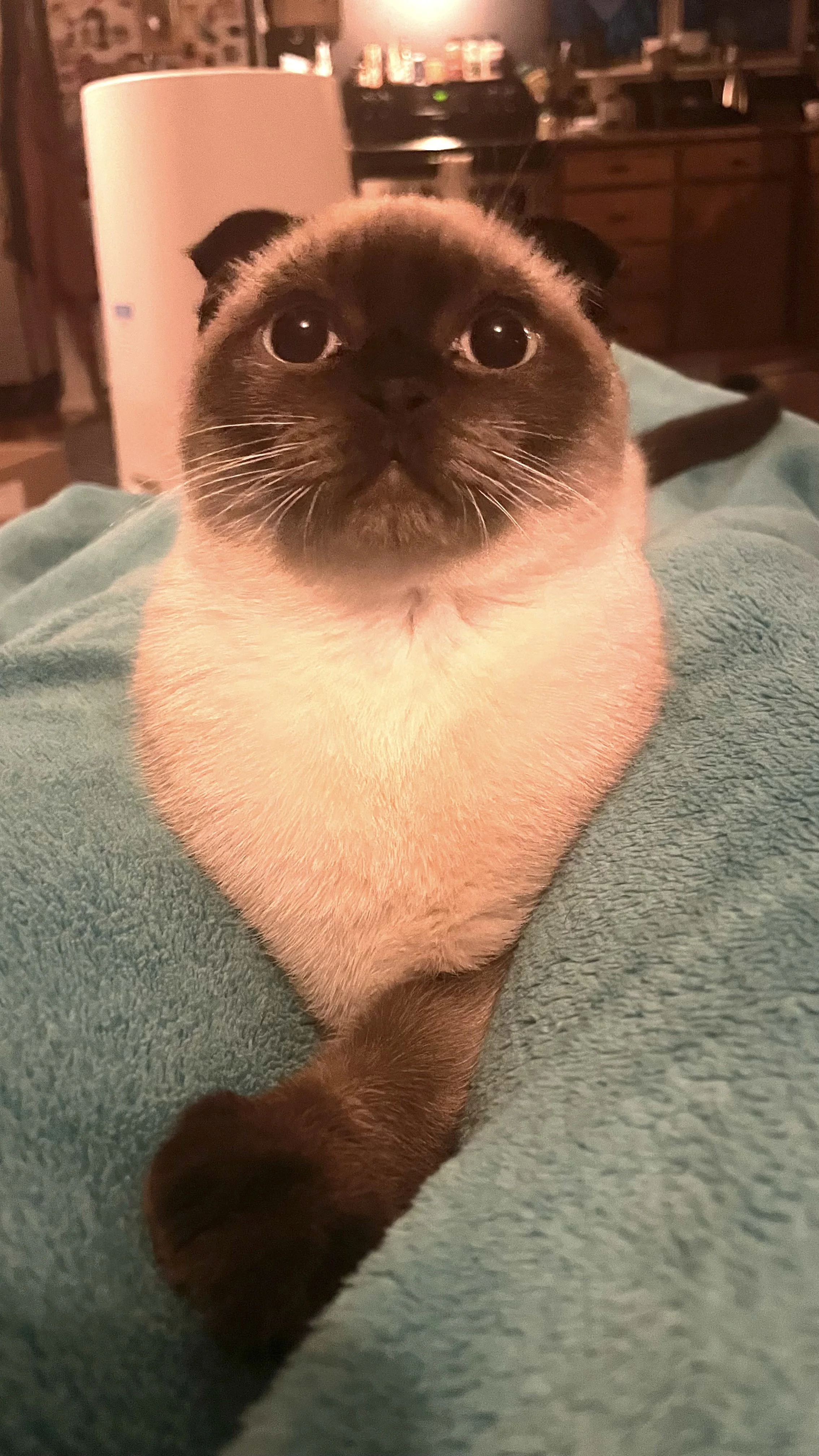 A Siamese cat with blue eyes sitting on a teal blanket in a cozy room, with a kitchen and appliances in the background.