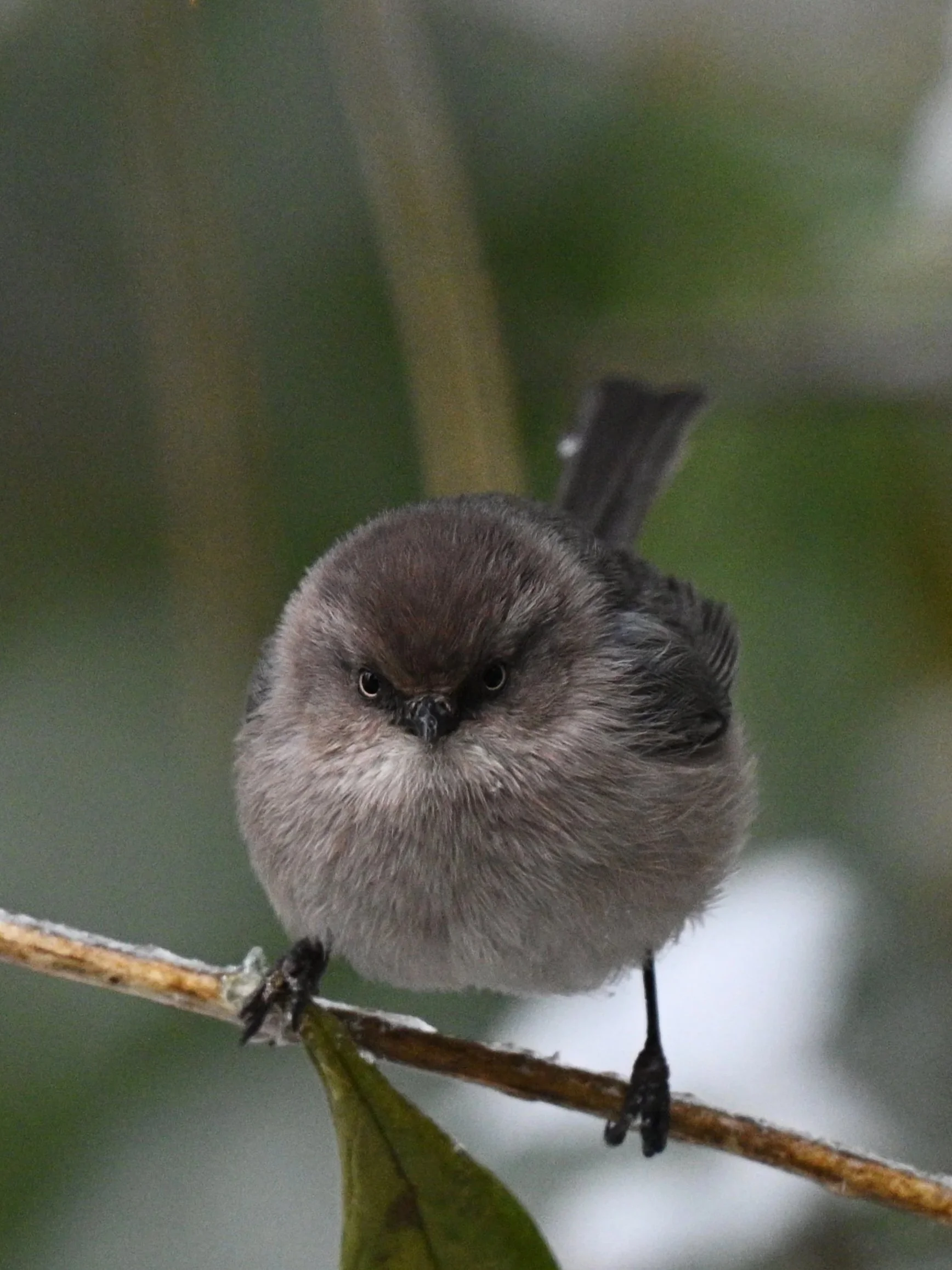 Bushtit