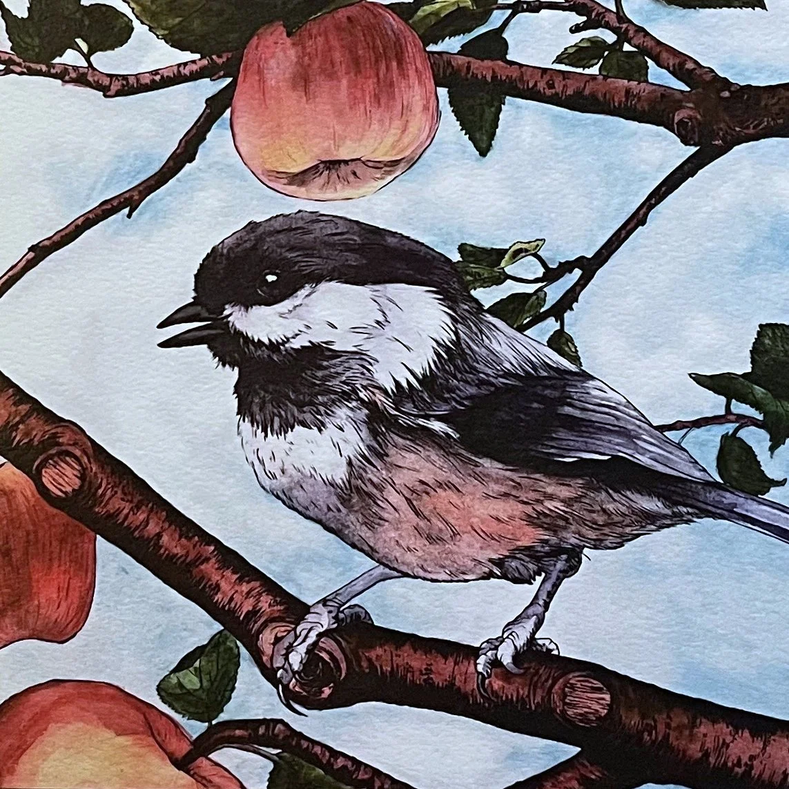 chickadee-2.jpg