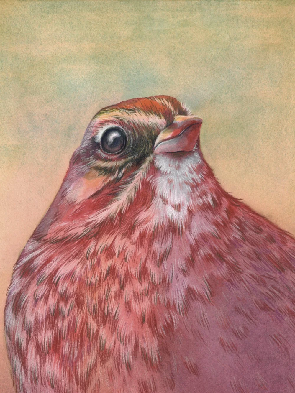 Song Sparrow, 2025, Mixed-Media Watercolor