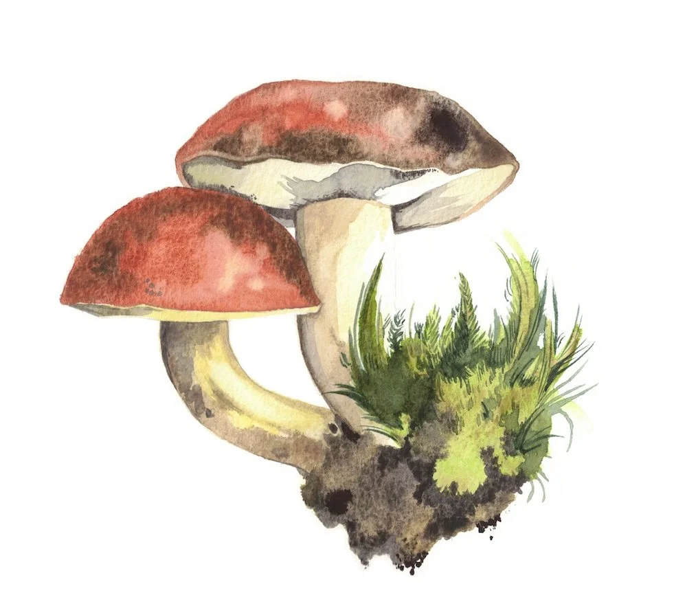 Mushrooms, 2022, Watercolor