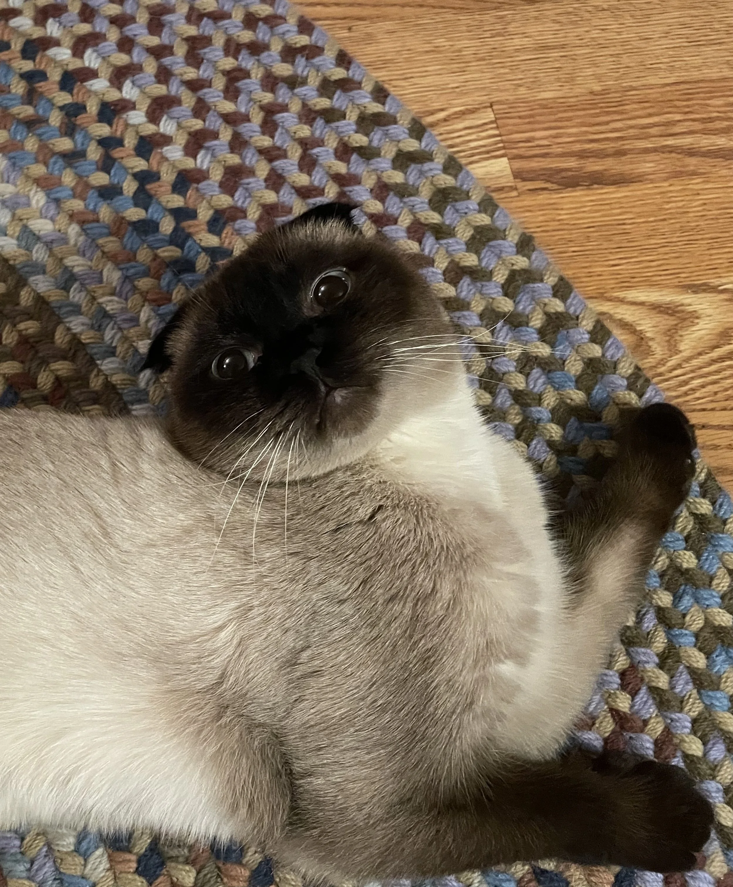A siamese cat lying on a multicolored woven rug, looking up at the camera.