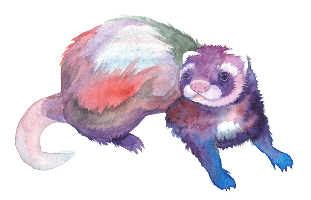 My Little Ferret, 2022, Watercolor
