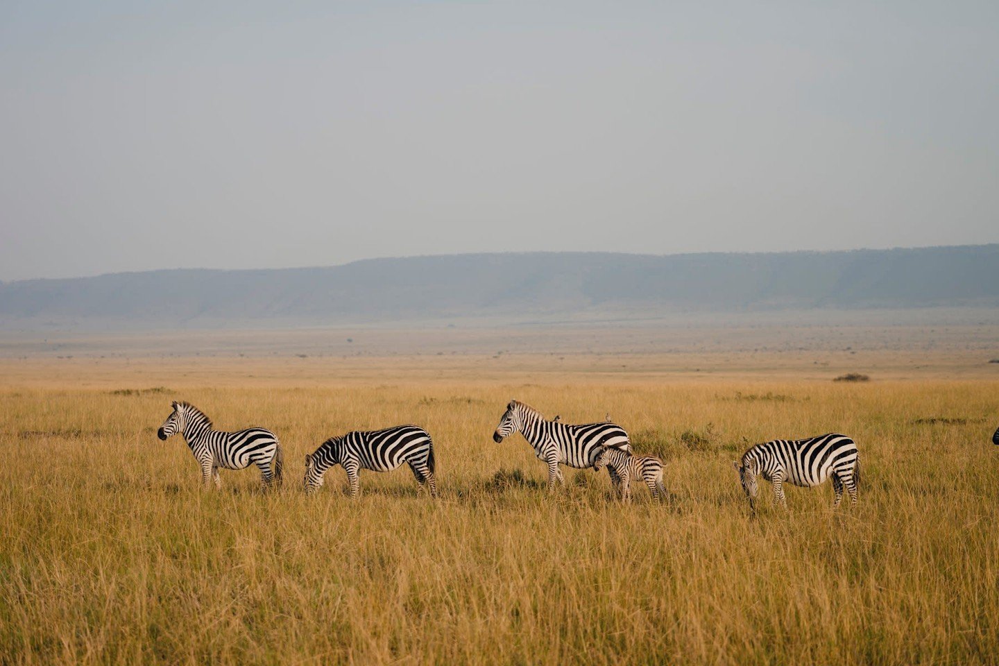 Wildlife this good is hard to match. Even outside of migration season, the Masai Mara delivers incredible sightings, bold landscapes and the kind of escapism only wide-open spaces can bring. It&rsquo;s second to none.

Get in touch to plan your luxur