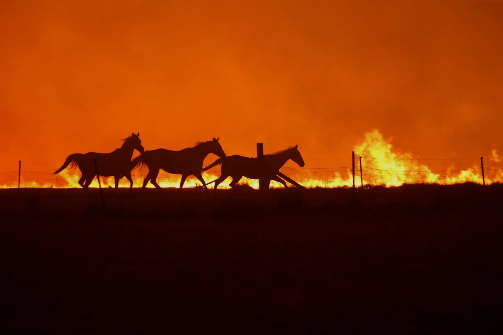  Fire approaches Tallabrook lodge a property along the Bumbalong Road North of Bredbo.   Saturday 1st February 2020. Guardian Australia. 