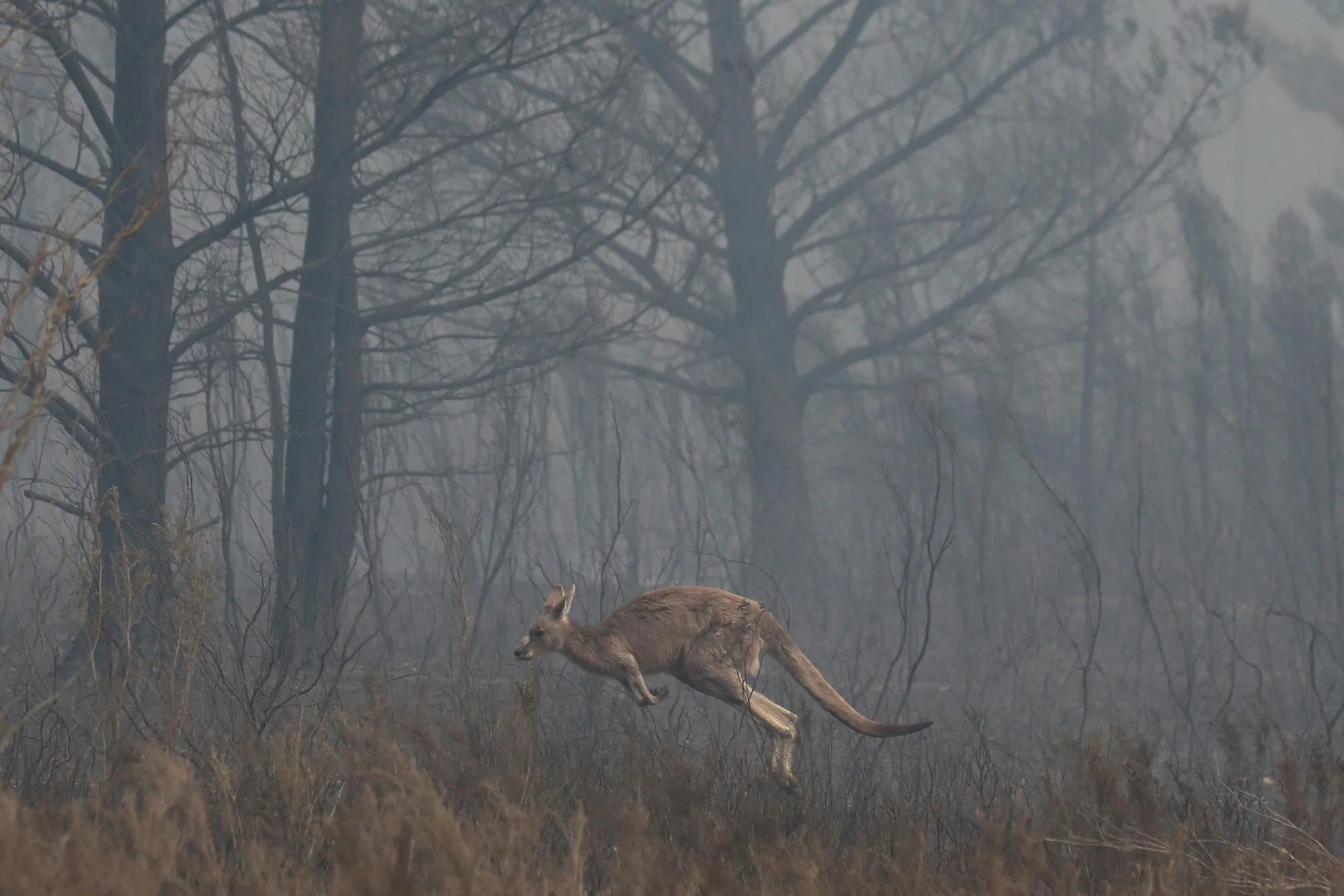  A kangaroo races to get away from the fire front at the North Black Range, Palerang fire South of Braidwood this afternoon.   Sunday 1st December 2019. Guardian Australia. 