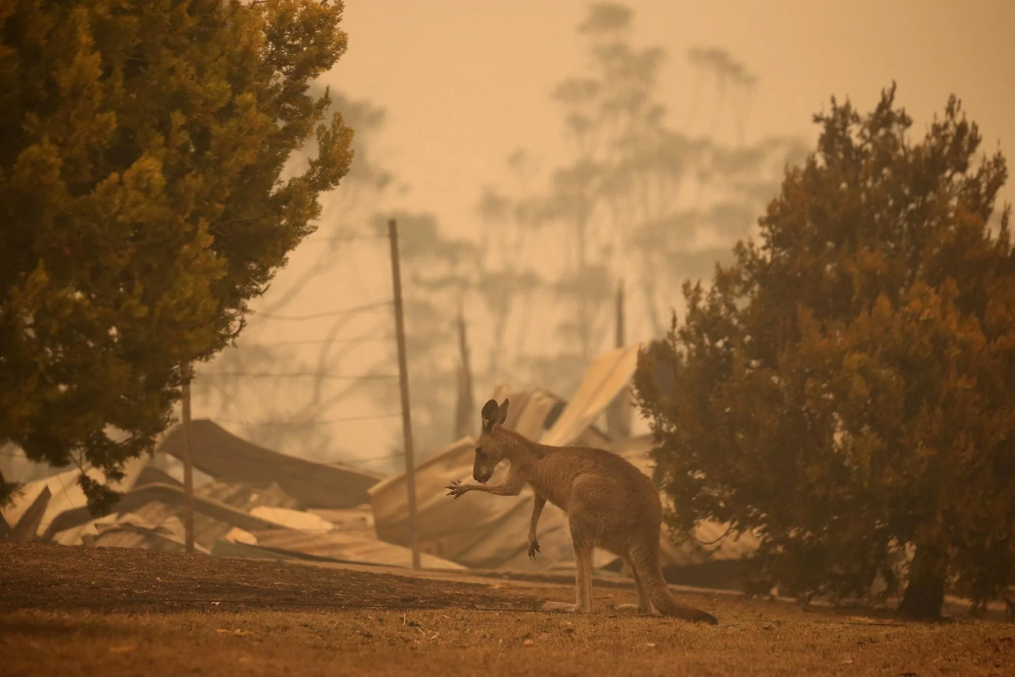  A kangaroo in the ruins of a burnt home in Gannet Place Batemans Bay this morning.   Wednesday 1st January 2020. Guardian Australia. 