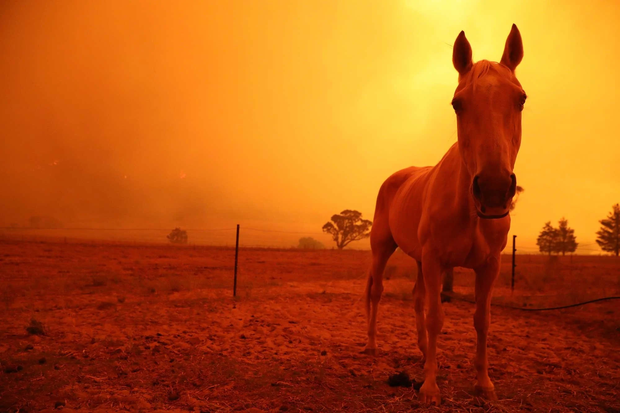  A horse paces nervously around the home paddock as a spot fire takes hold west of Bredbo from the Clear Range Fire along the Bumbalong Road.   Saturday 1st February 2020. Guardian Australia. 