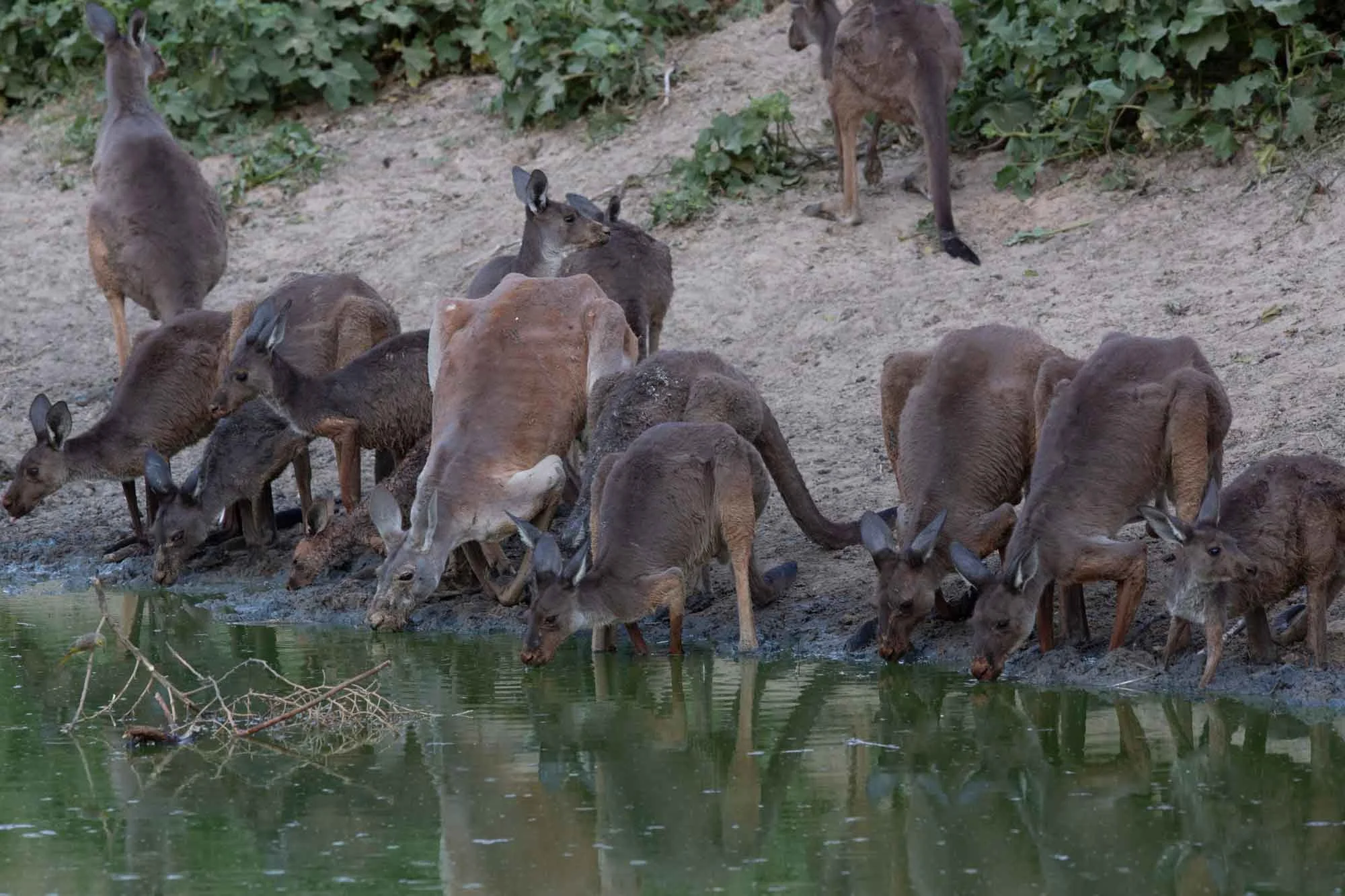 Kangaroos