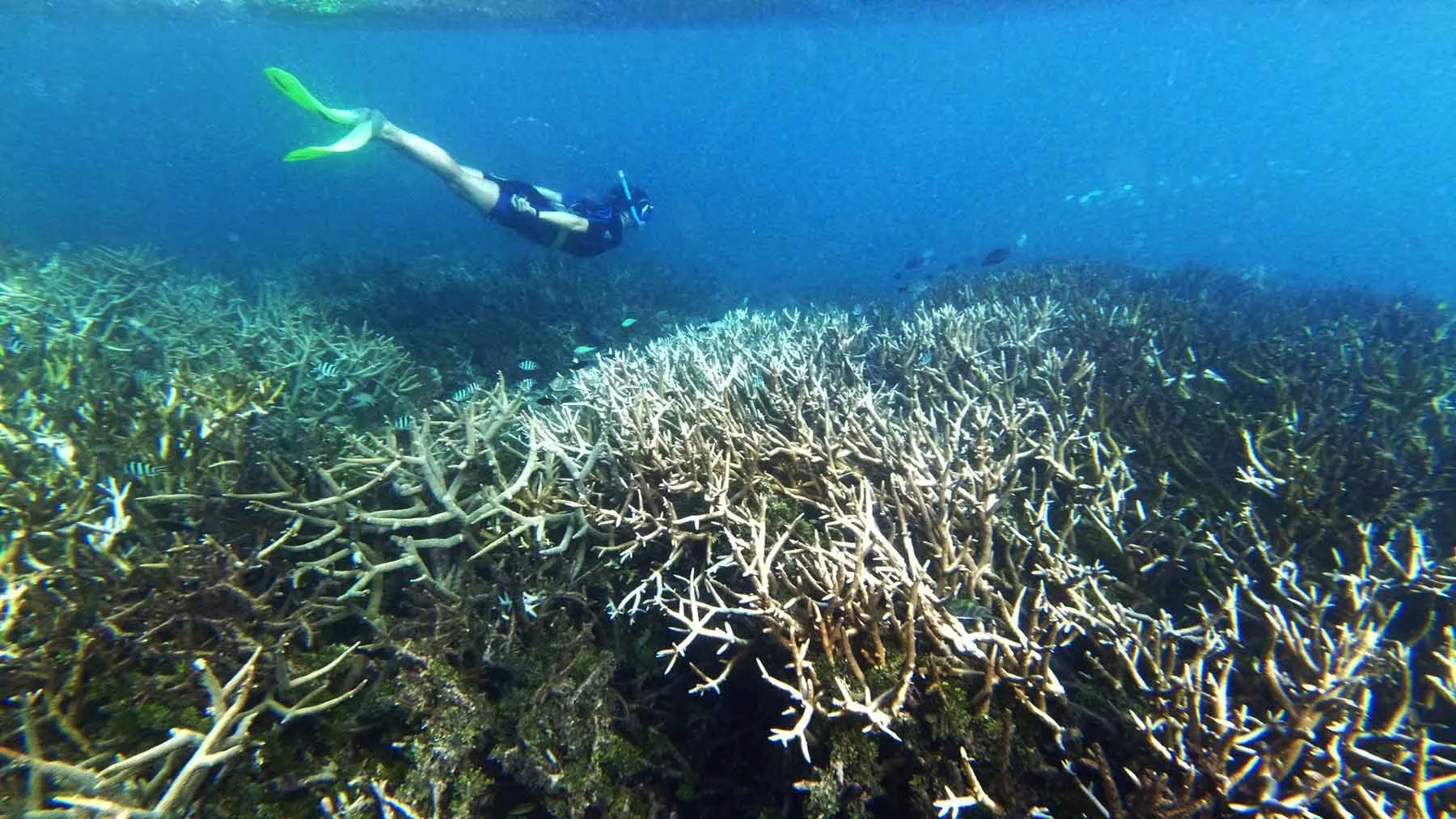 asmanian Greens Senator Peter Whish-Wilson