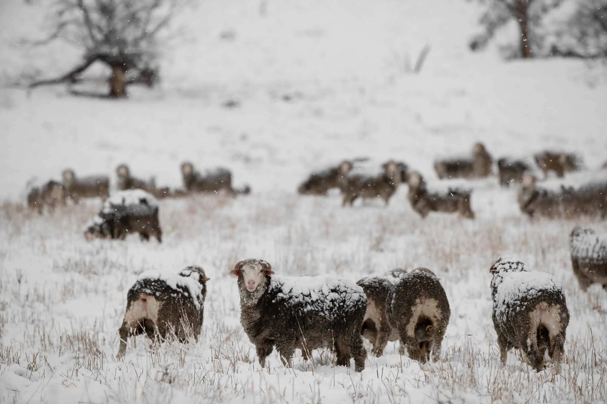 Sheep in a snow-covered field