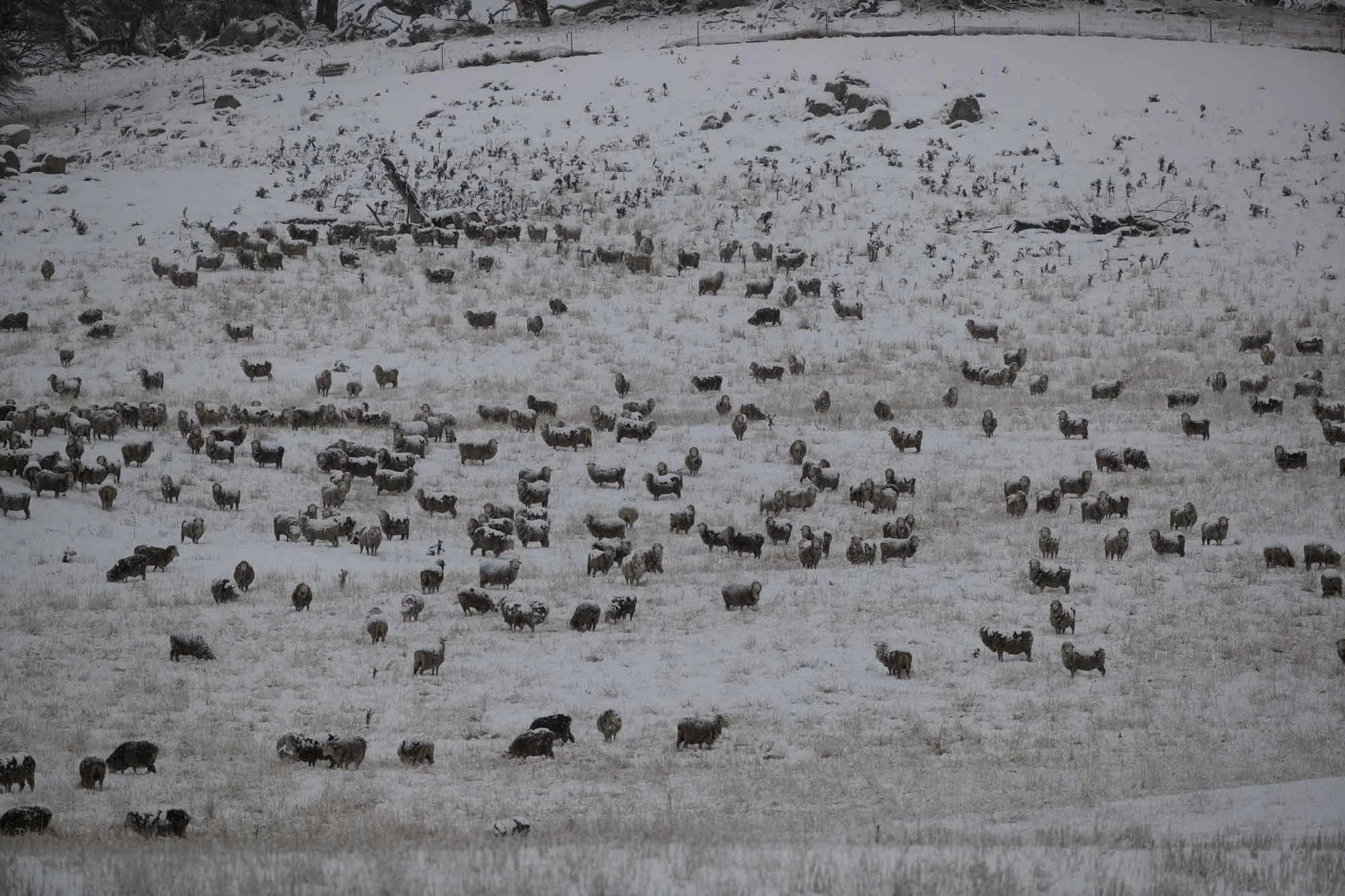 A snowstorm engulfs a flock of sheep