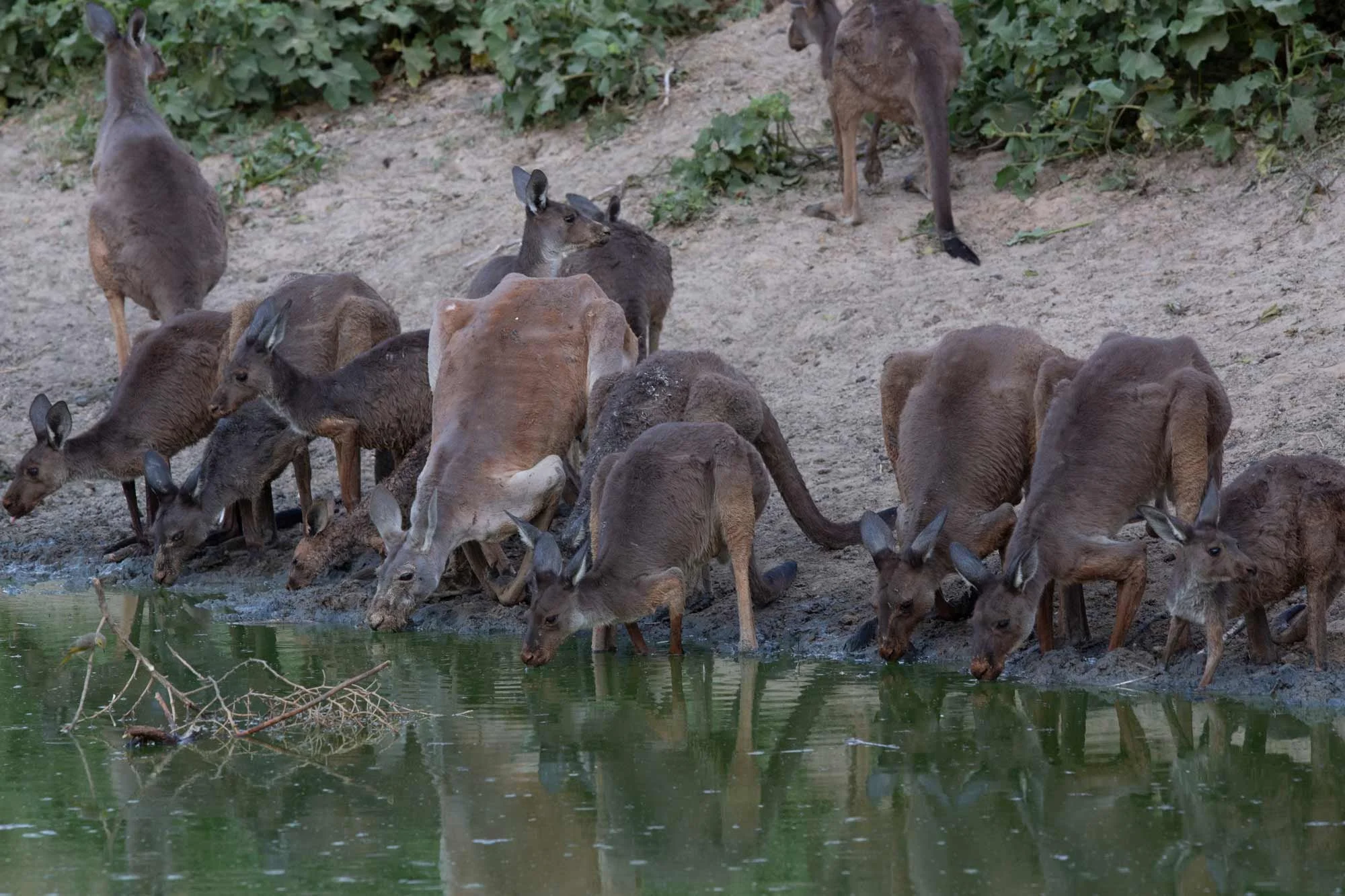 Kangaroos