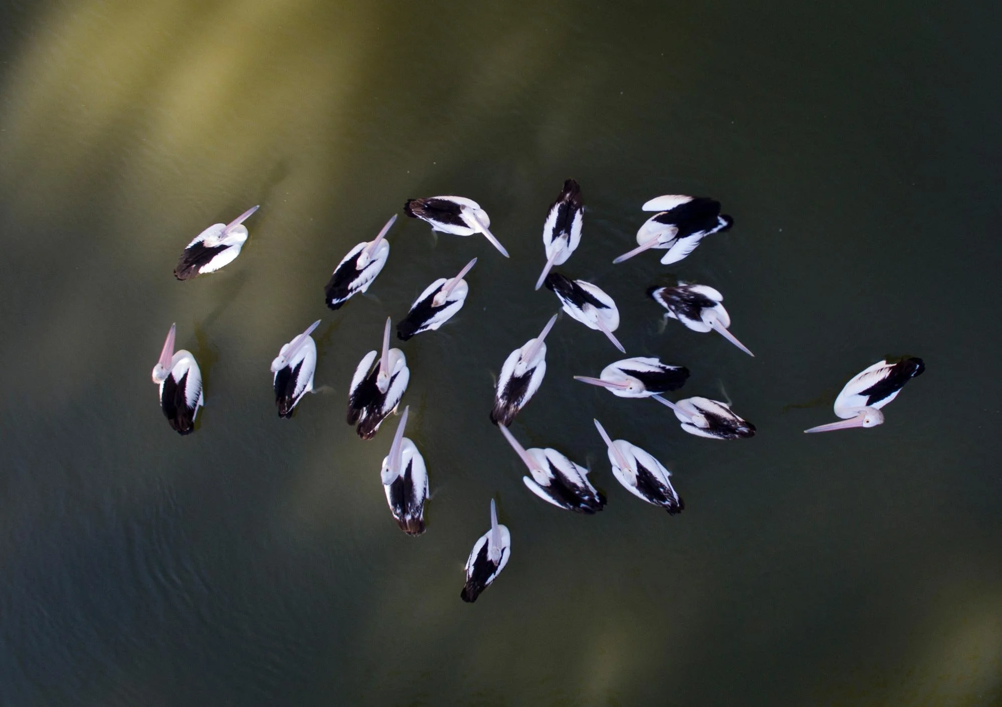 Pelicans on the Darling River
