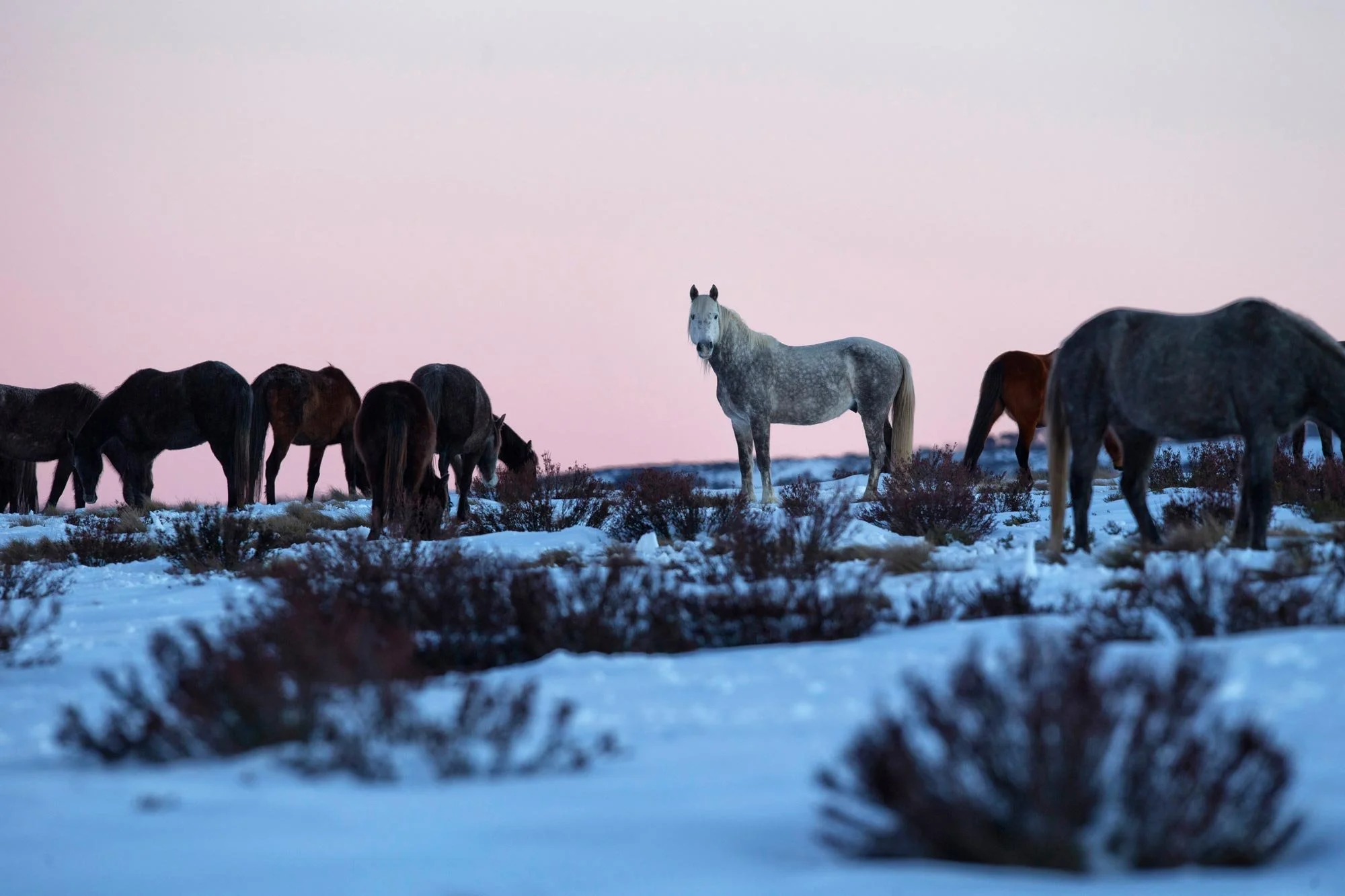 A herd of wild Brumbies