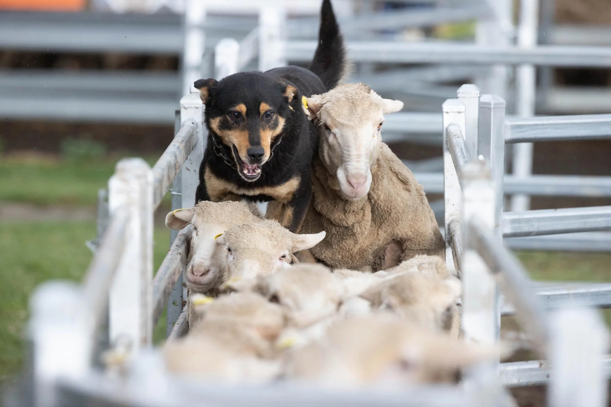 The Working Dog Challenge