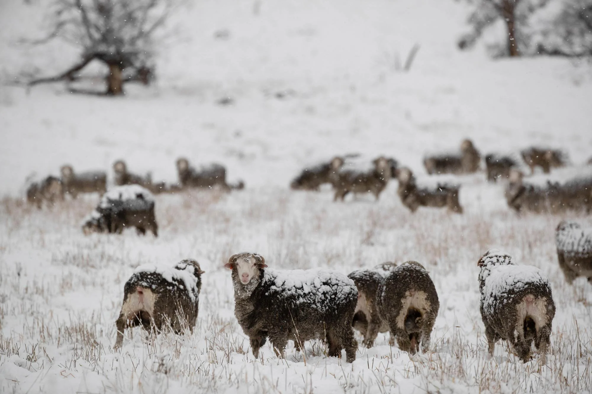 Sheep in a snow-covered field