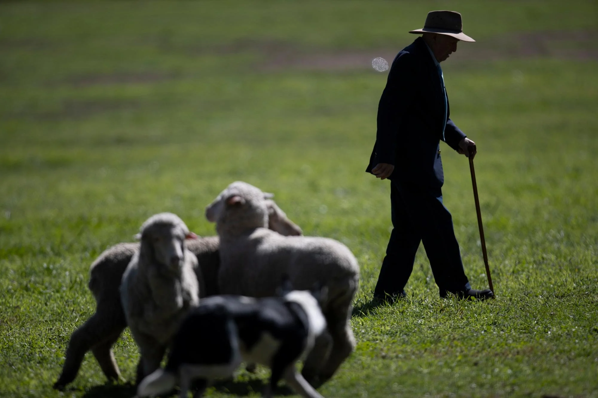 2020 National Sheep Dog Trial Championships