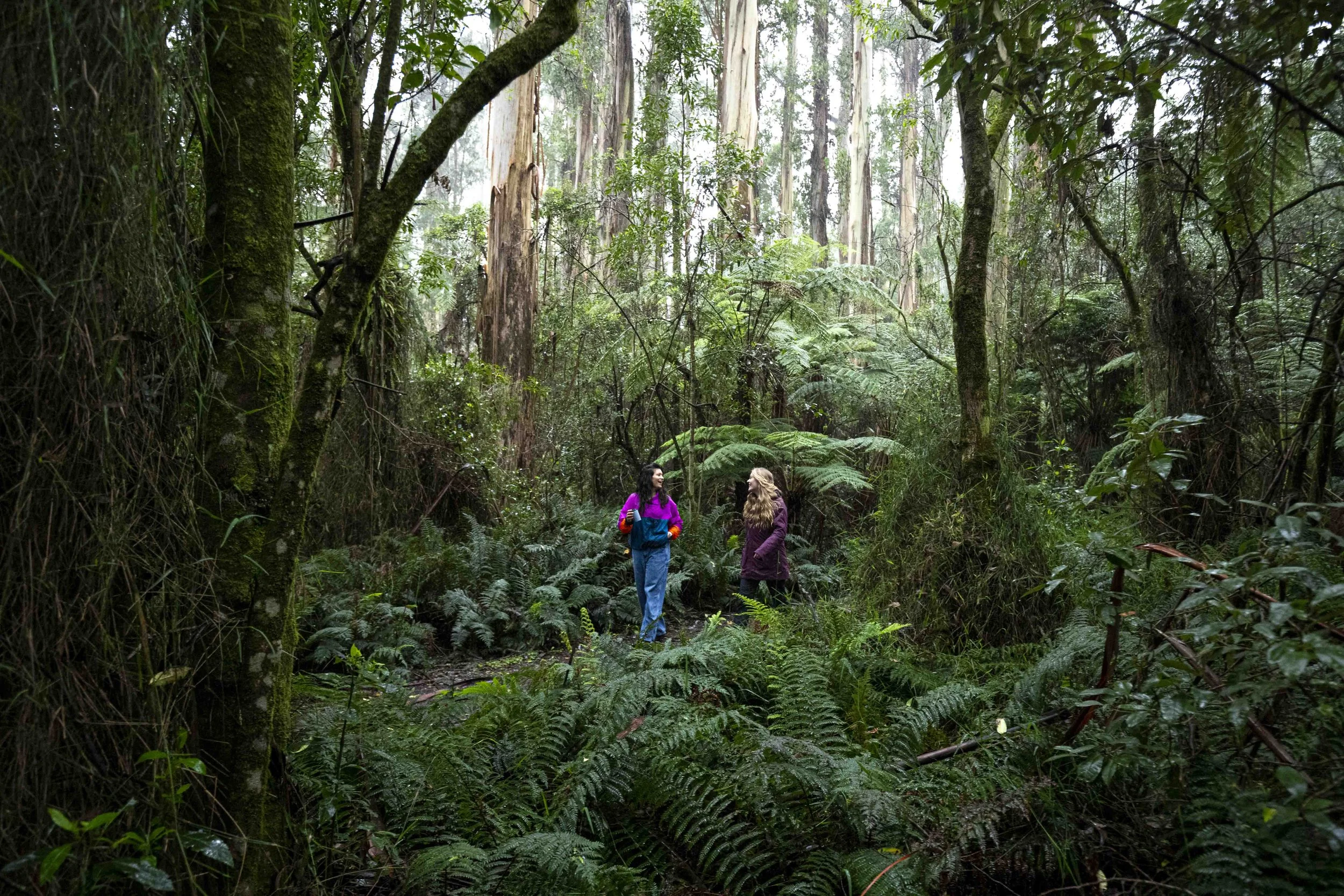 Walking through the Dandenong Ranges