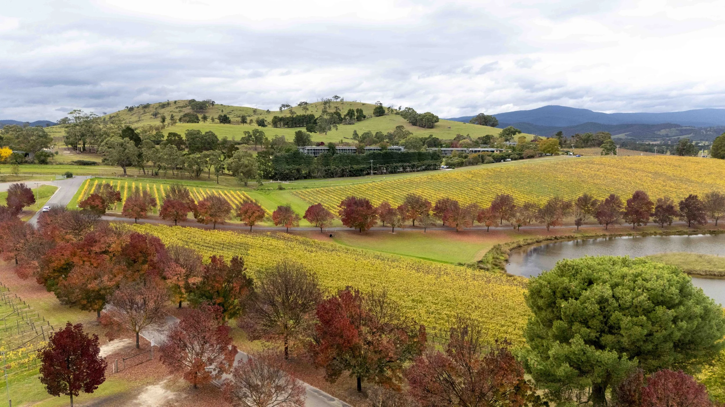 Aerial shot of the Yarra Valley in autumn.