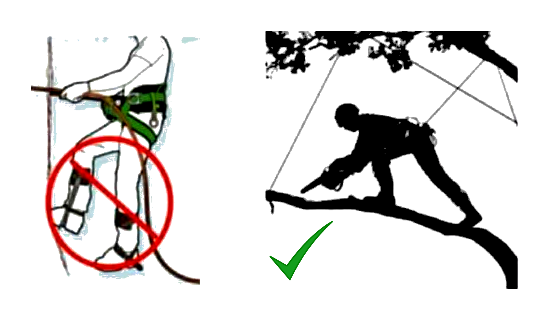 Safe Climbing, Healthier Trees • Escalada segura, árboles más sanos
