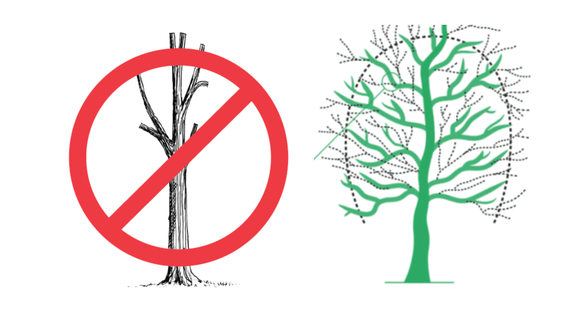 Topping Isn't Pruning — It's Wounding • Despuntar no es podar, es herir