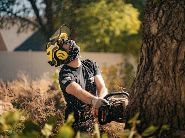 ISA arborist, Costa Rica, Guanacaste, tree removal, cutting down tree, arborist