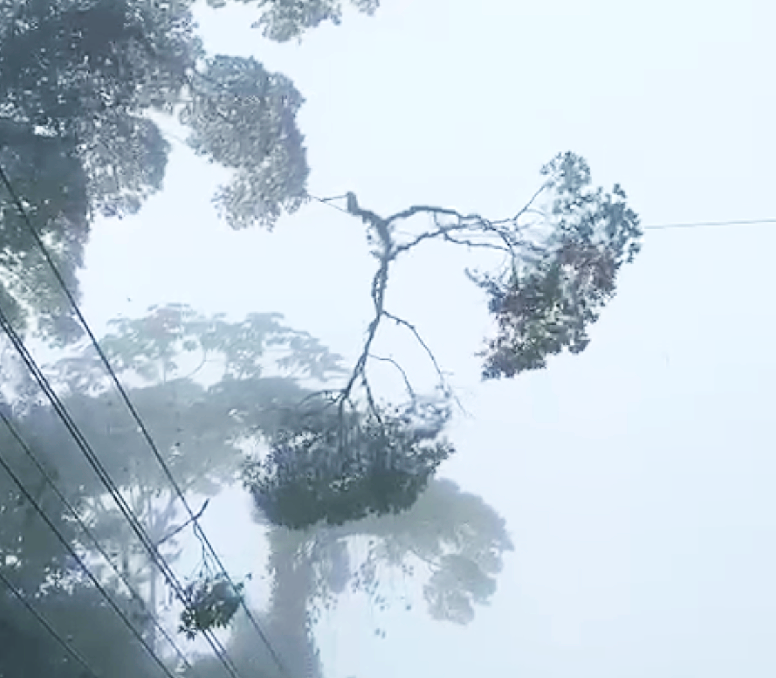large limb being rigged by ISA certified arborist