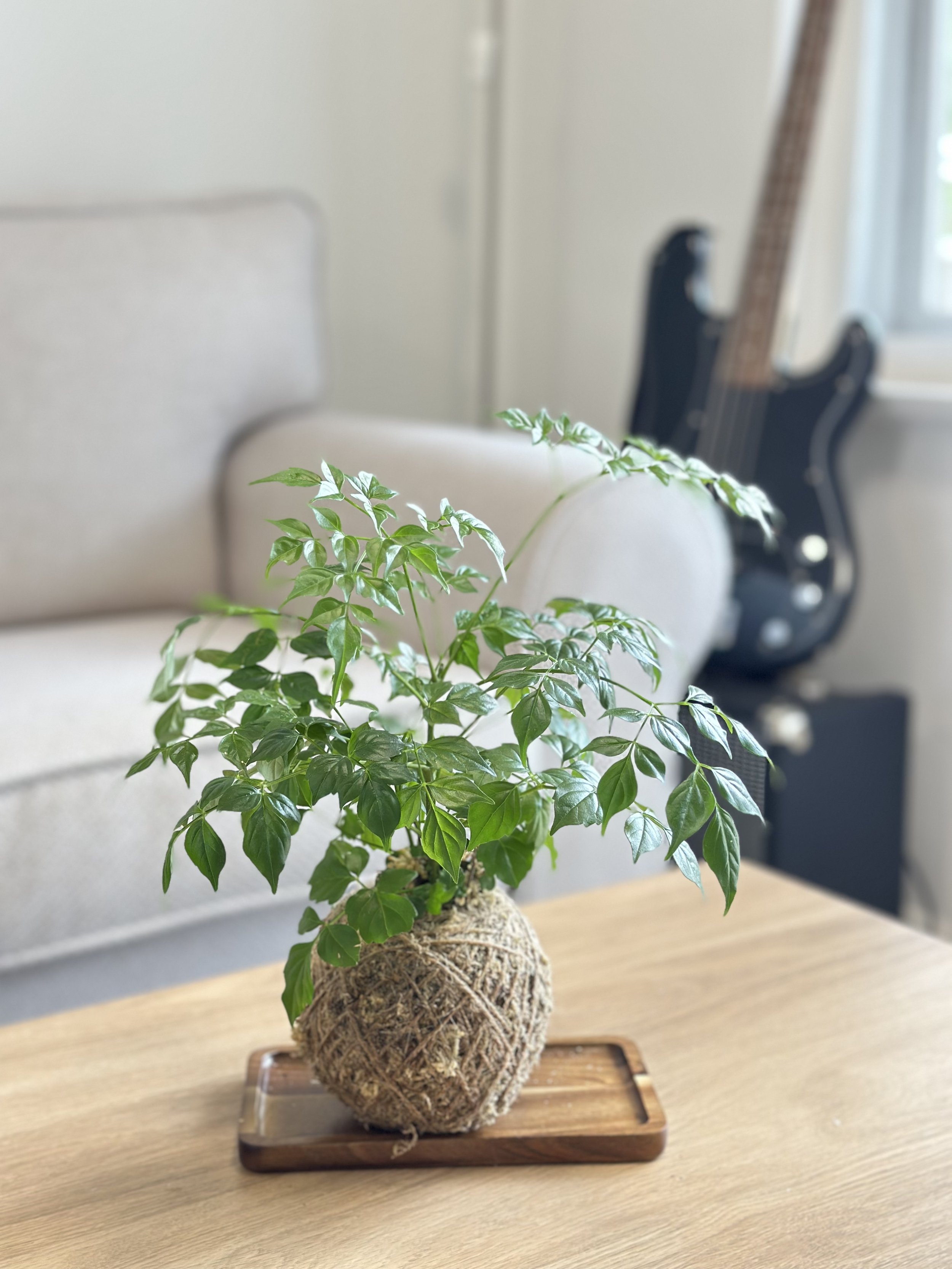 Asian Bell Tree1.jpg