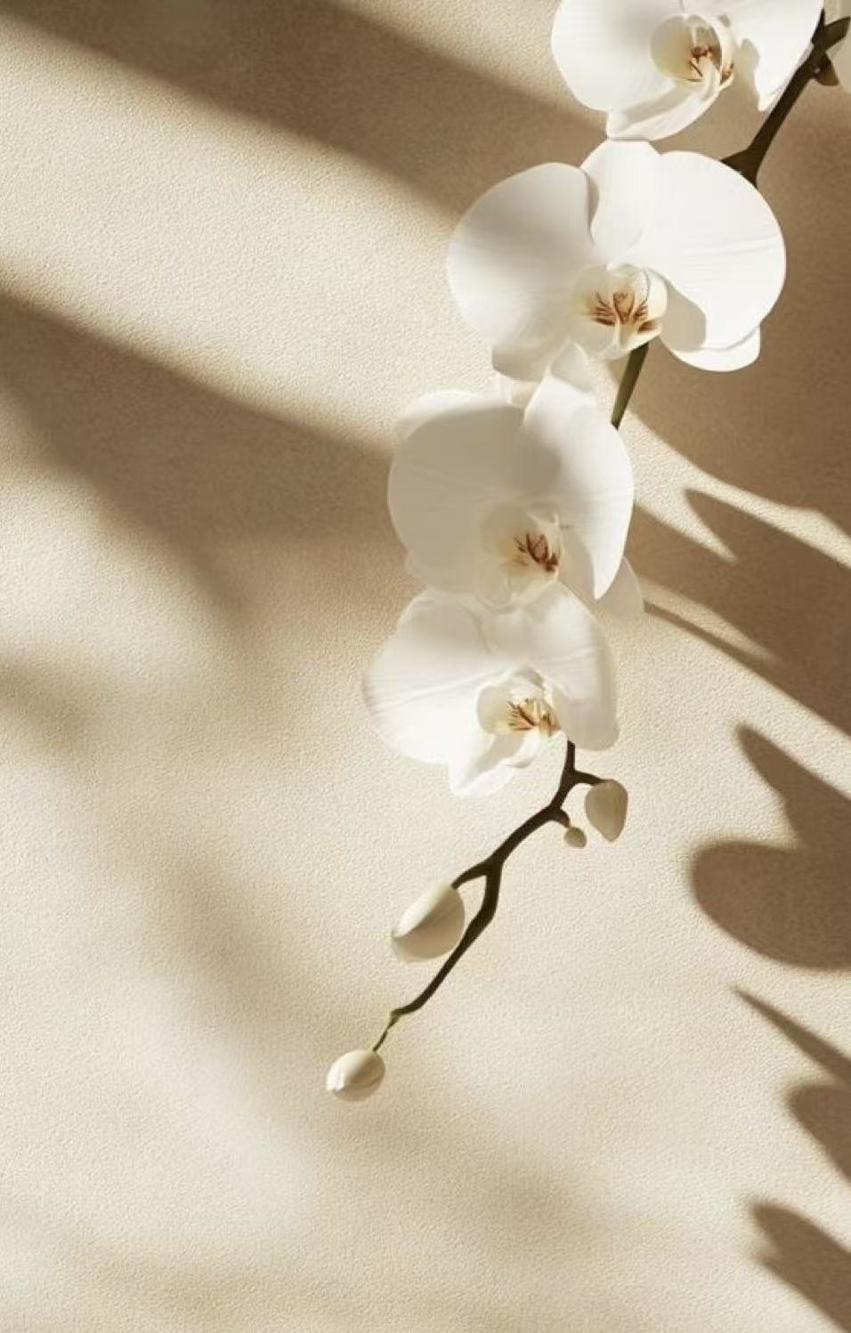 White orchid flowers with some buds, casting shadows on a neutral background.