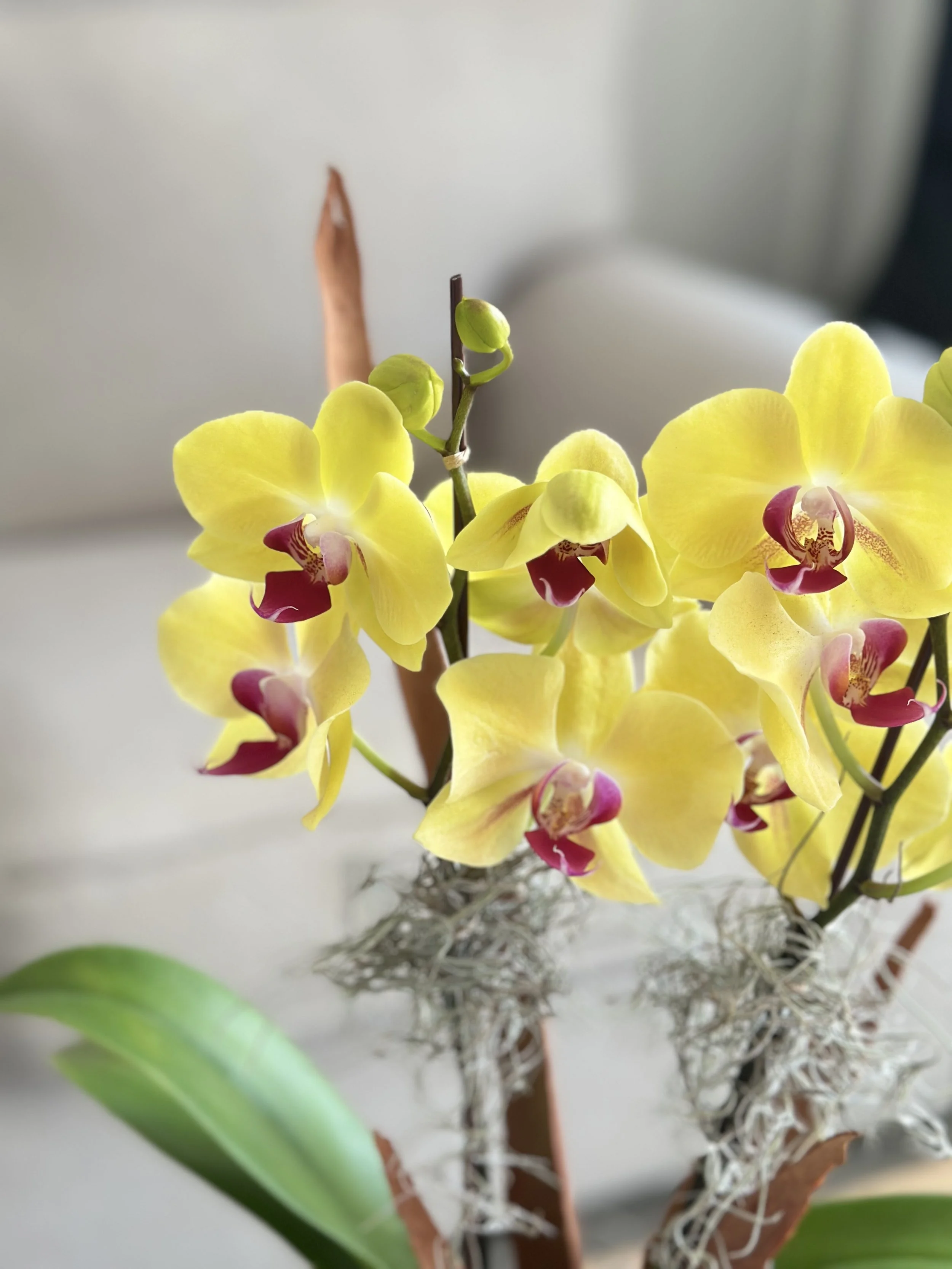 close-up of vibrant yellow orchid flowers with red centers on a double-spike kokedama arrangement.