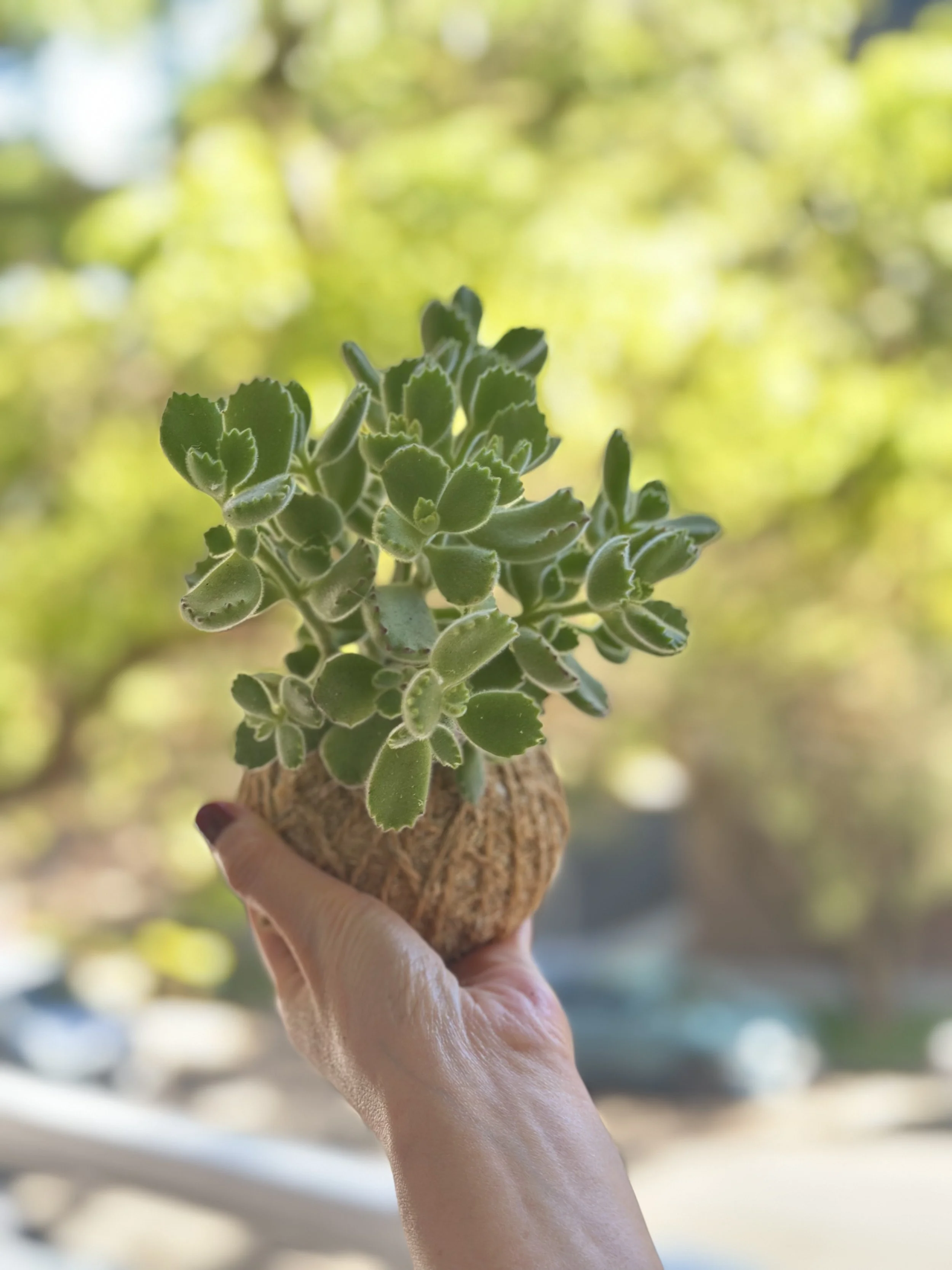 A lady hand holding a Bear's Paw kokedama.