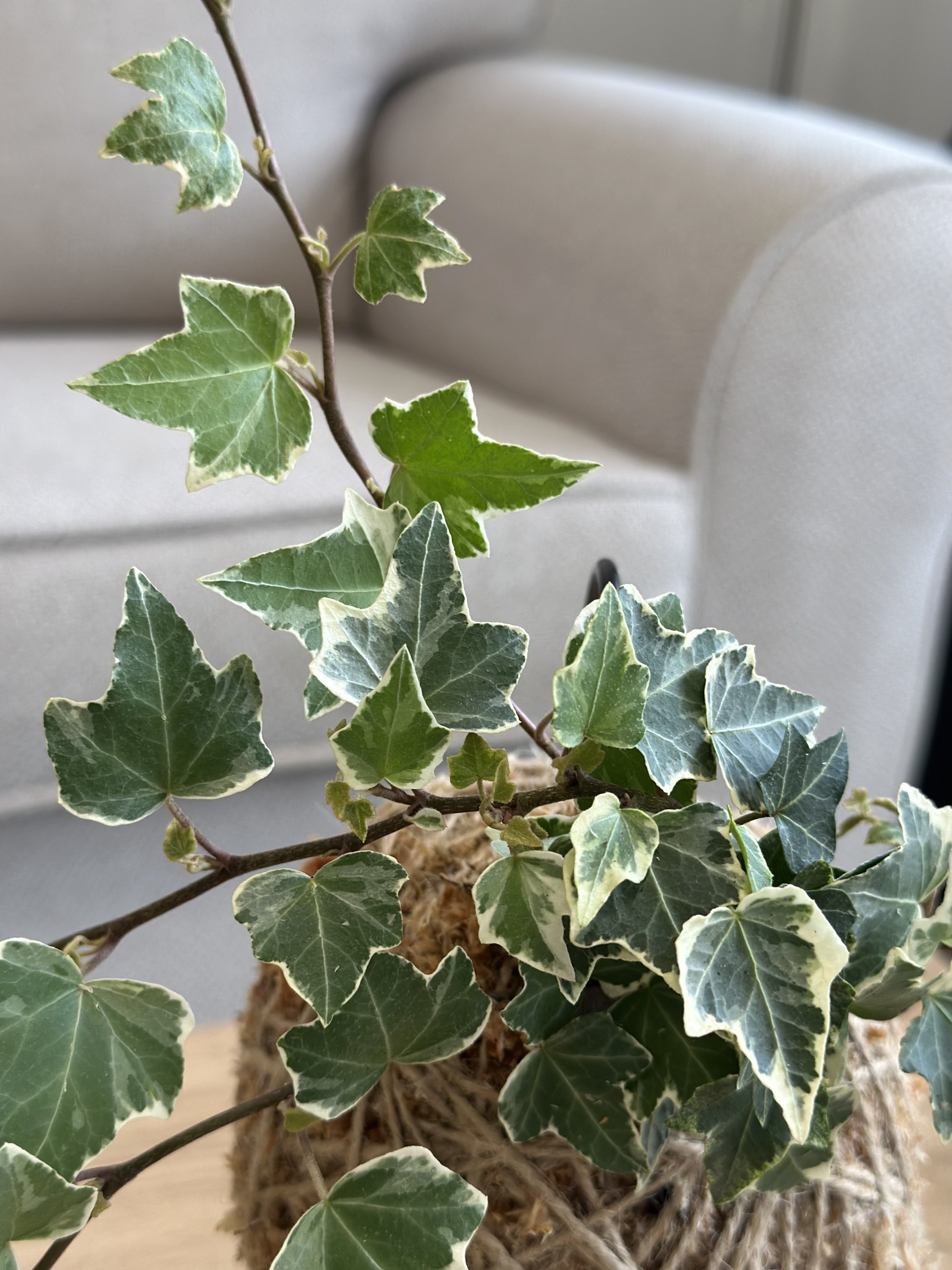 Close-up of variegated ivy leaves and sphagnum moss texture on handcrafted kokedama