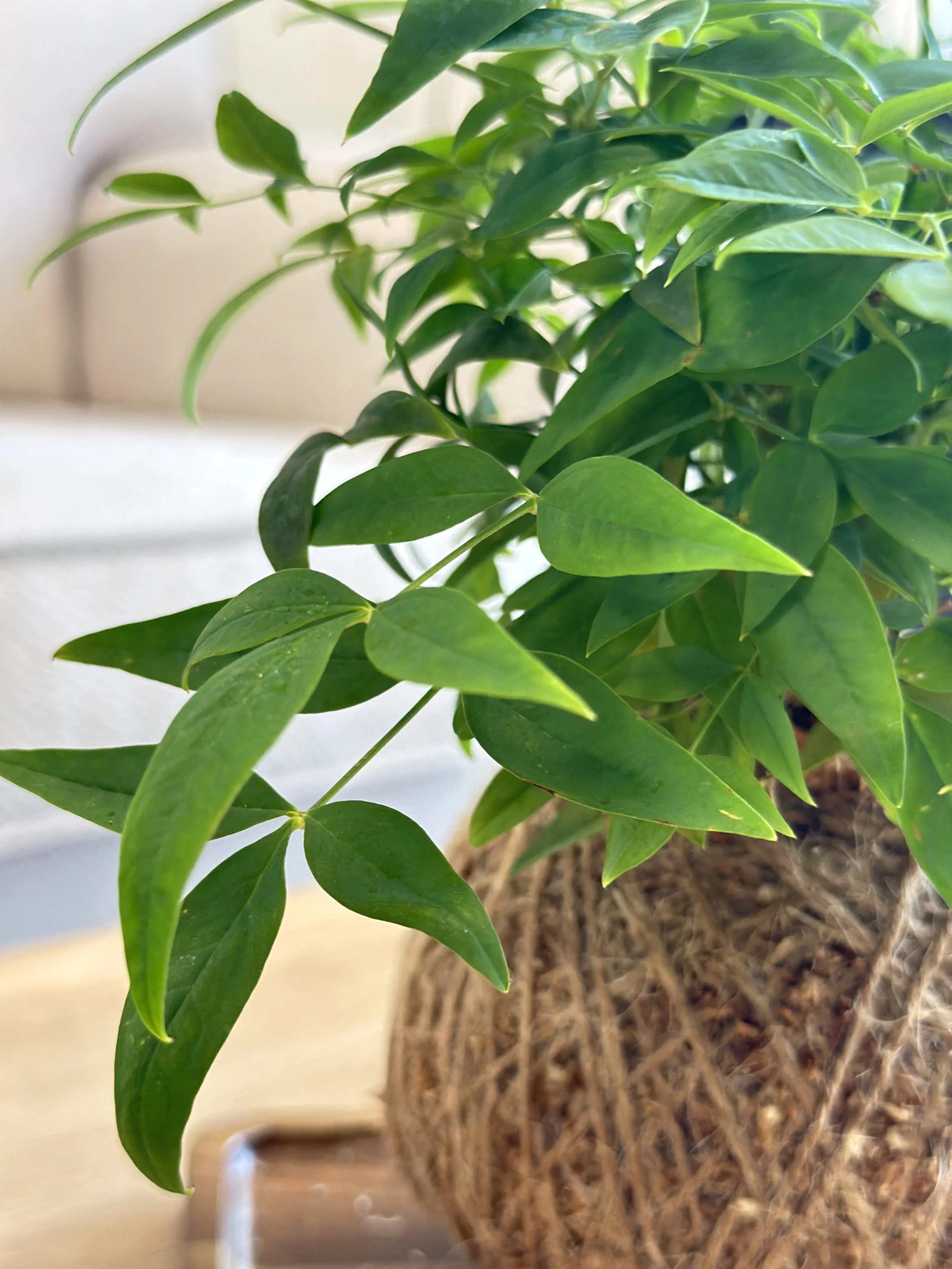 Magic Lemon Lime2.jpg