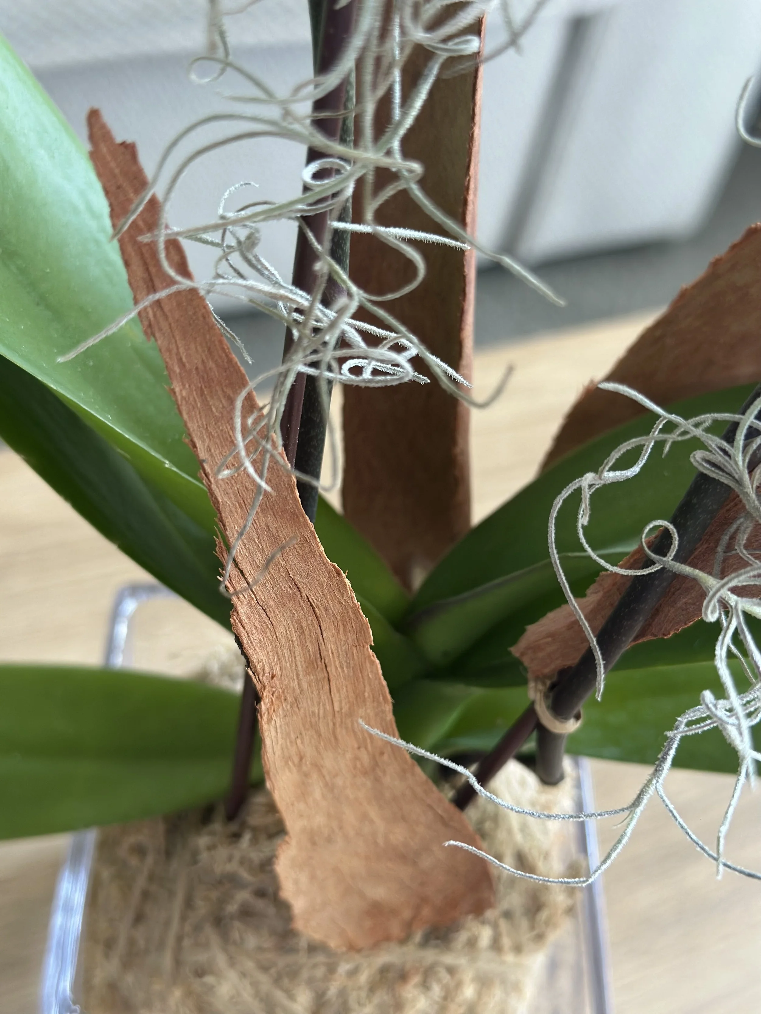 Handcrafted kokedama moss ball detailed with orchid roots and natural binding, Japanese-inspired plant art.