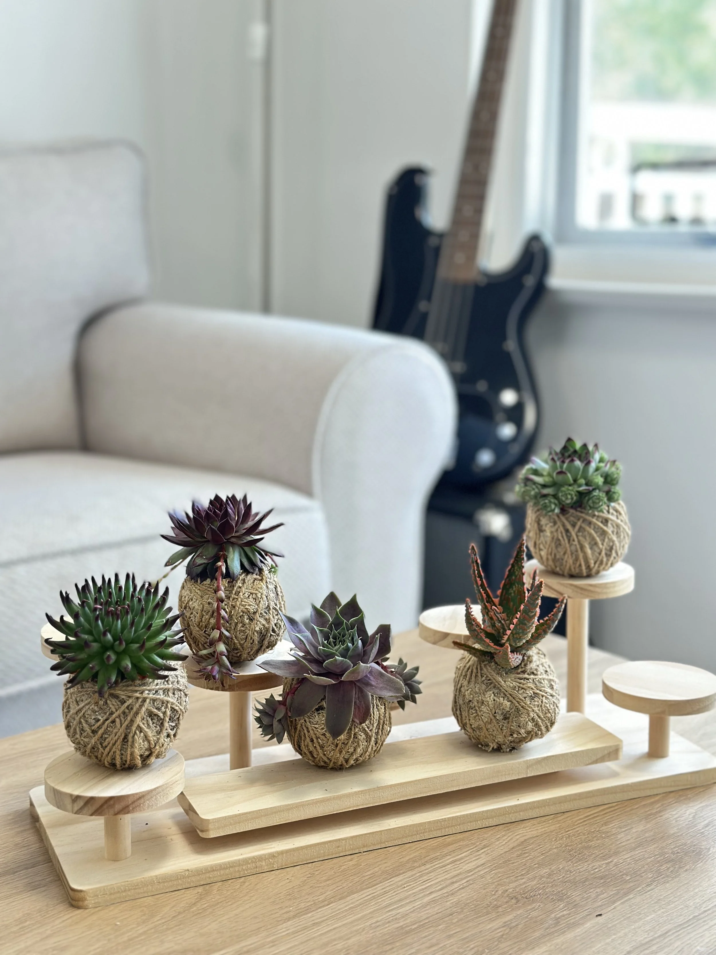 Succulent combo1.jpg