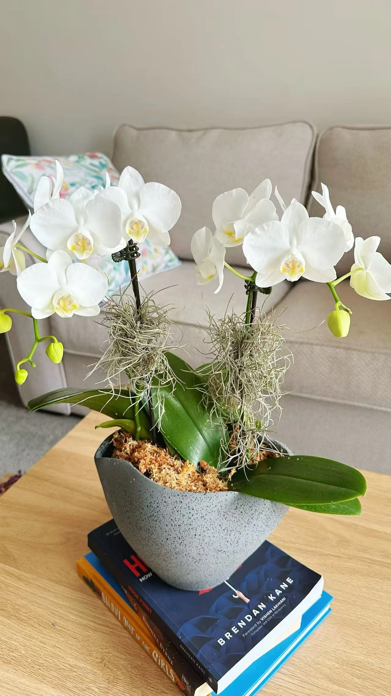 phalonopsis orchid2.jpg