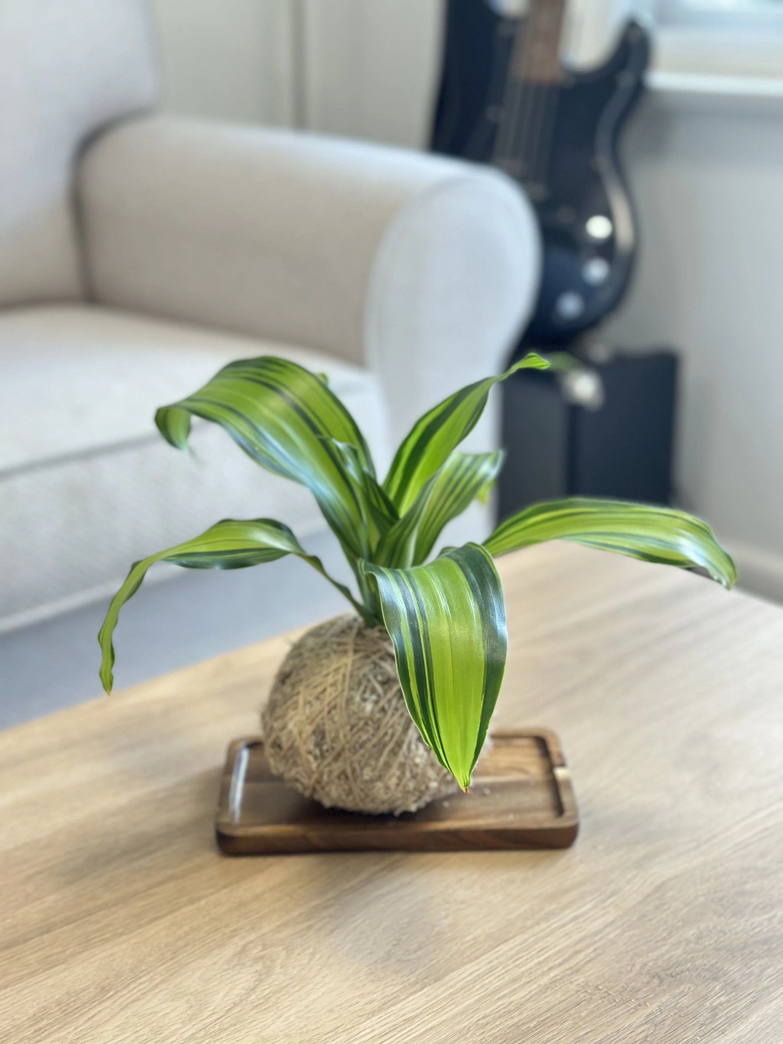 Dracaena Marley1.jpg