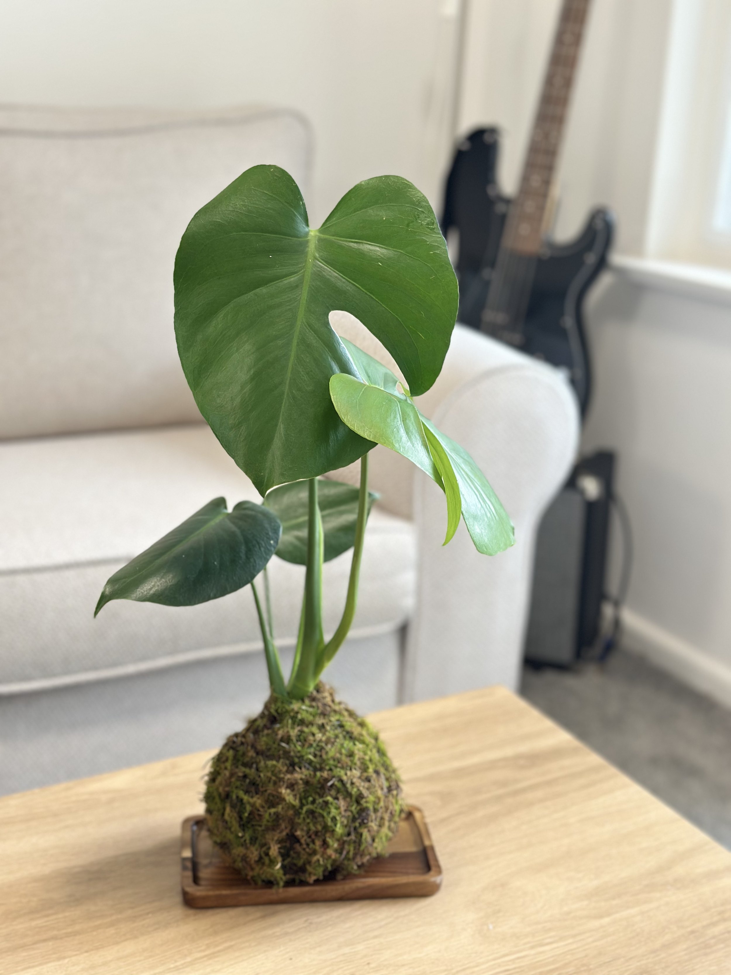 Monstera Kokedama with Fresh Moss