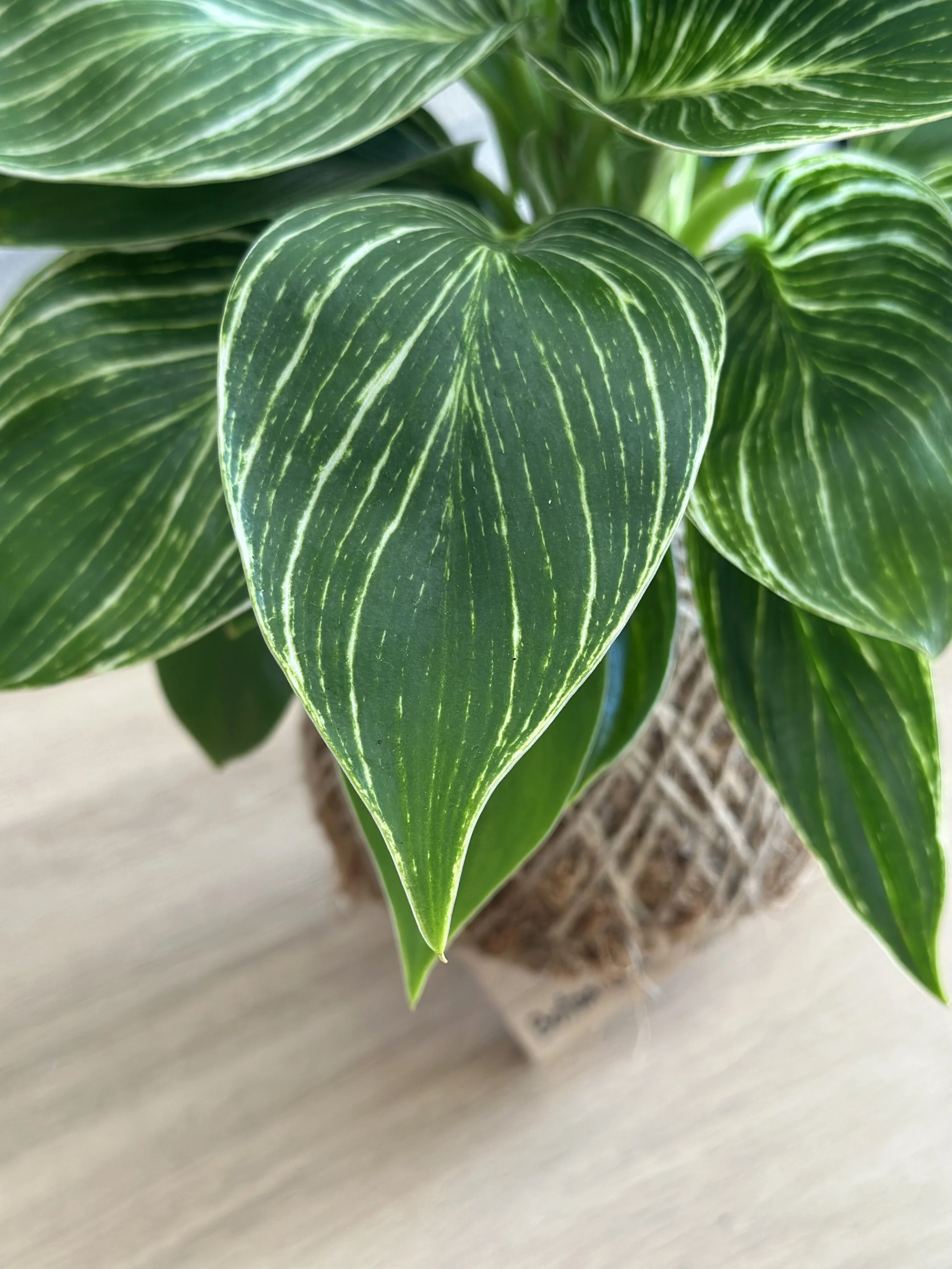 Close-up of Philodendron Birkin leaves showing elegant white pinstripe variegation on deep green foliage.