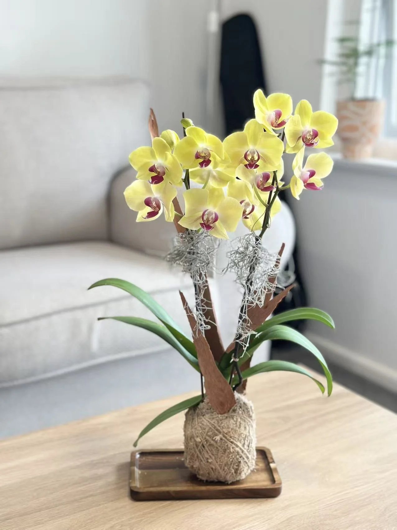 Double-Spike Medium Orchid Kokedama (Vibrant Color)