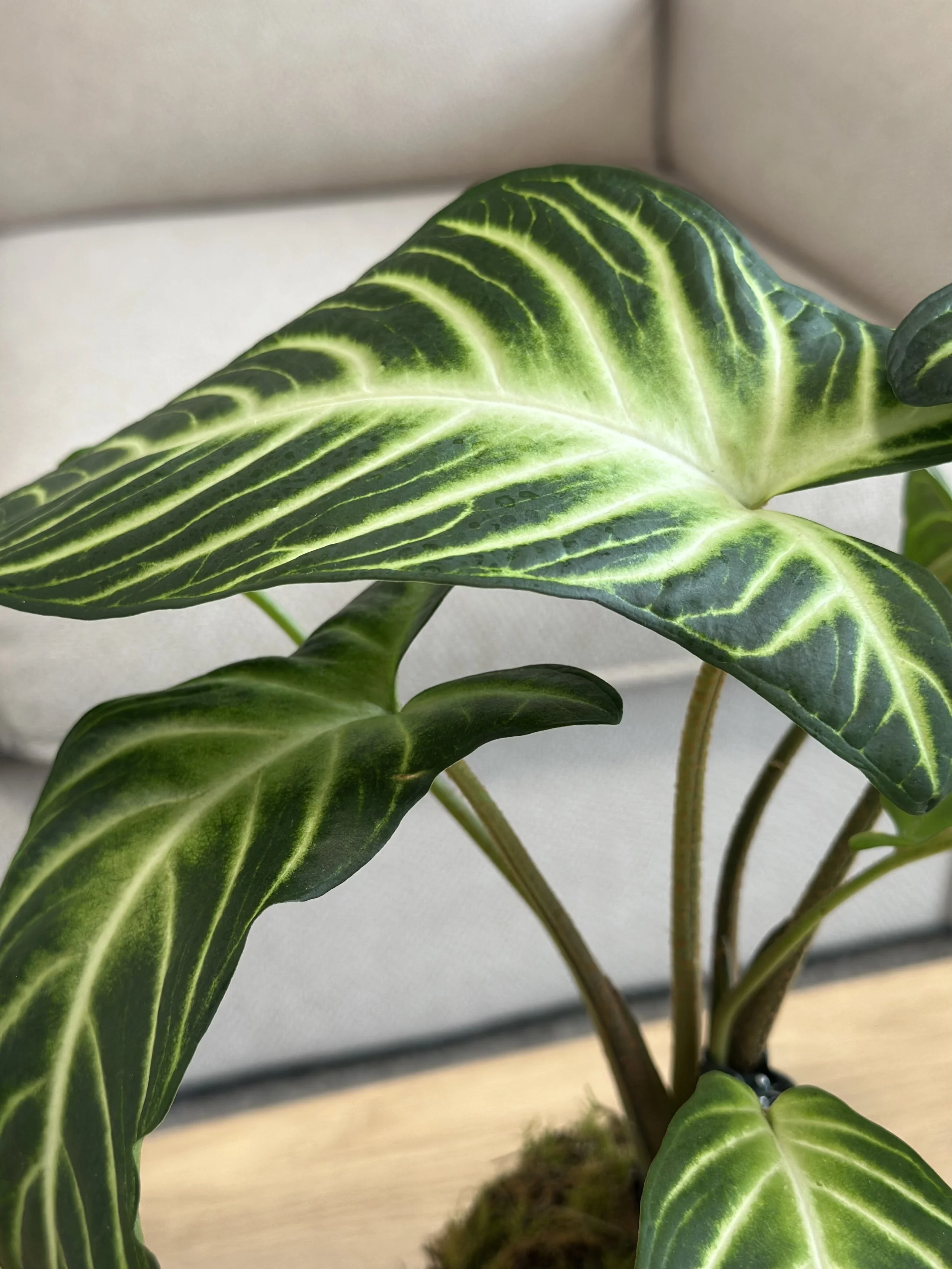Close-up of Caladium leaf patterns and fresh moss texture on kokedama