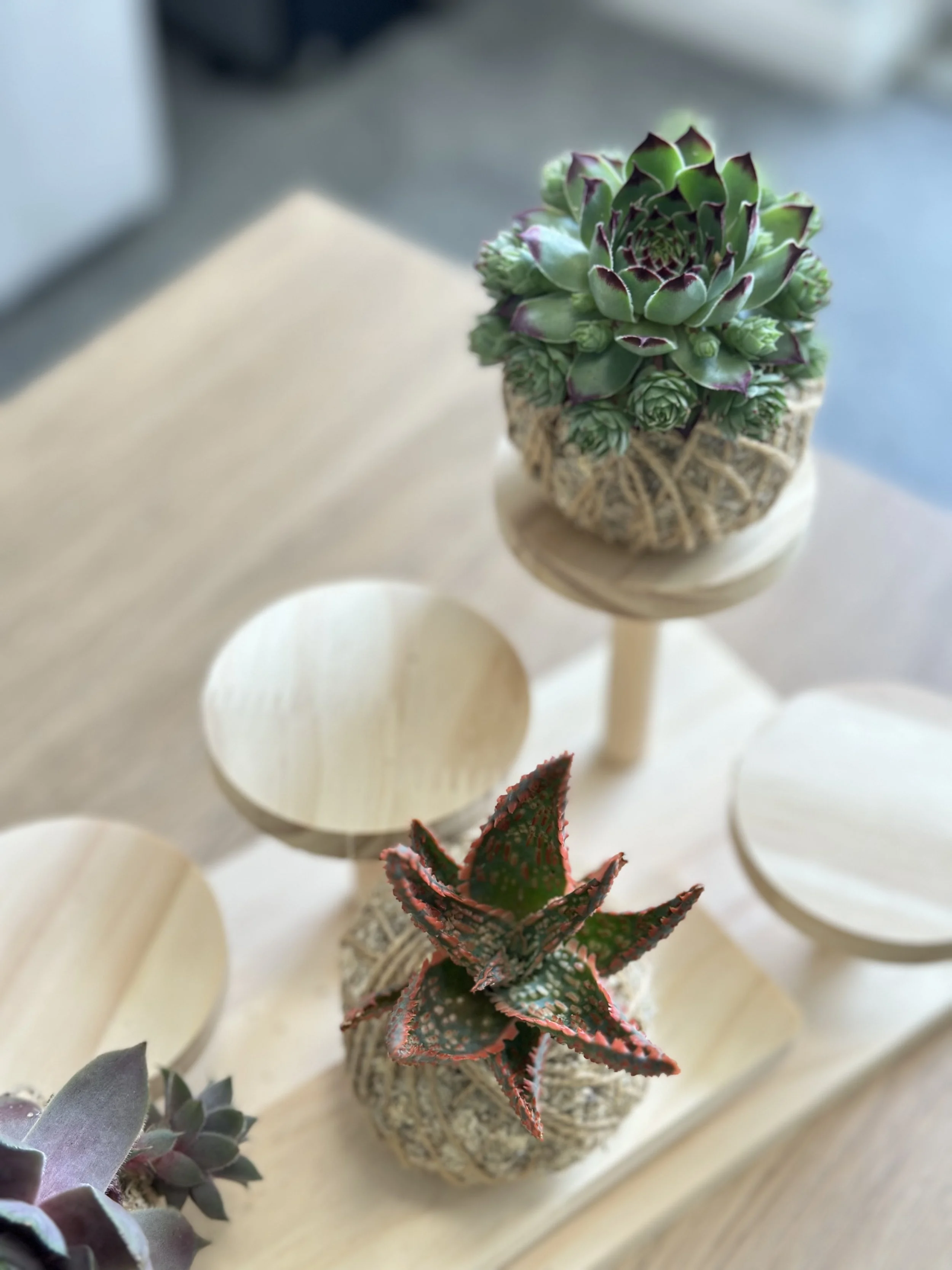 Succulent combo Kokedamas (set of two)