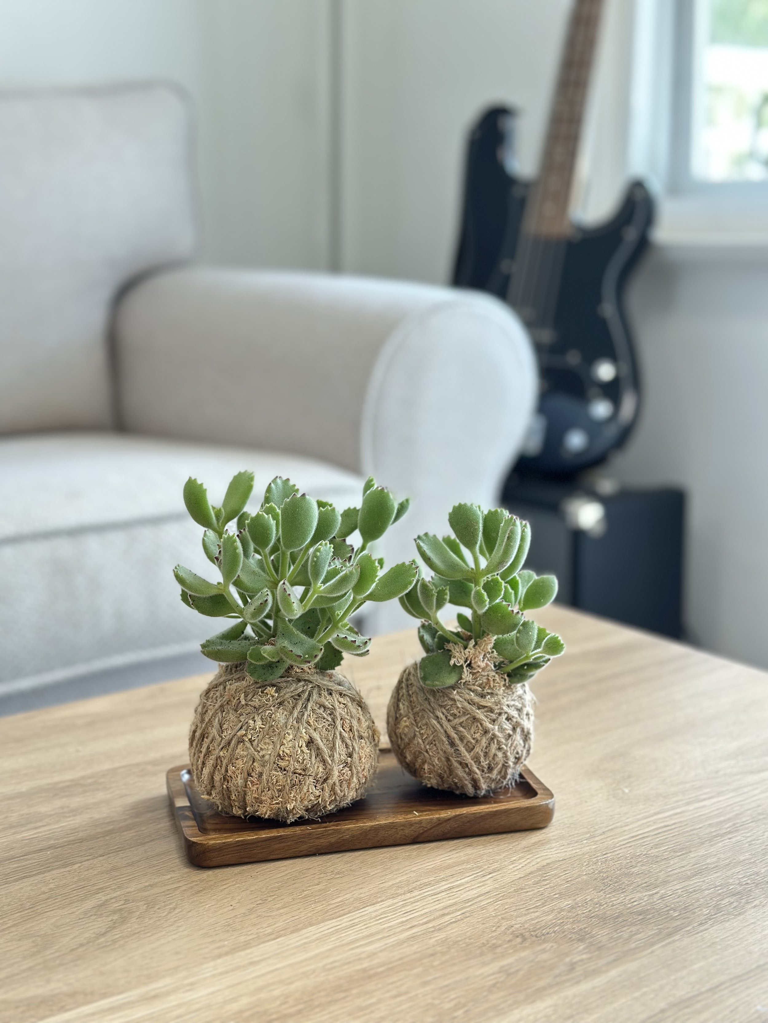 Bear's Paw Combo Kokedamas