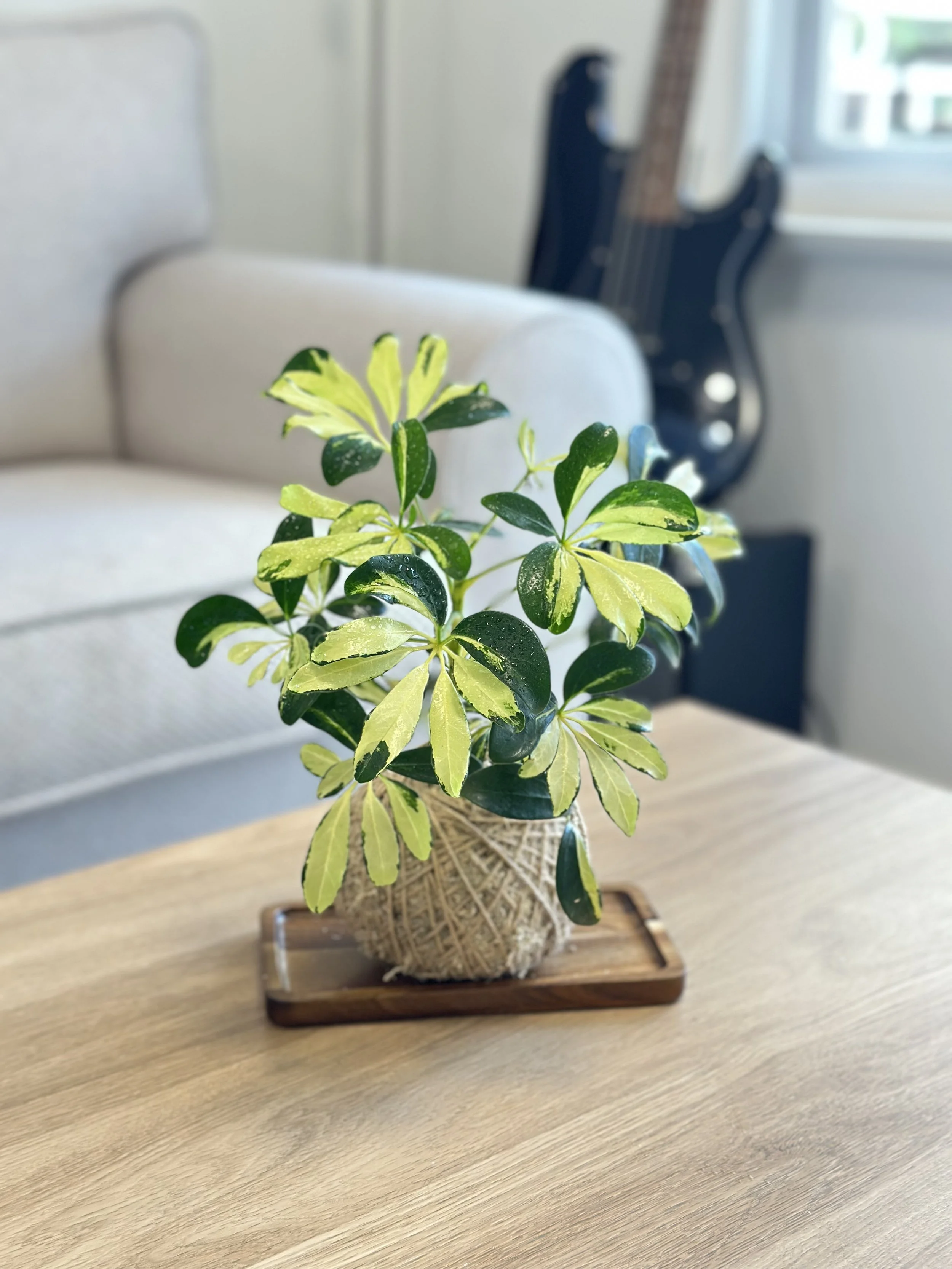 Dwarf Umbrella Tree1.jpg