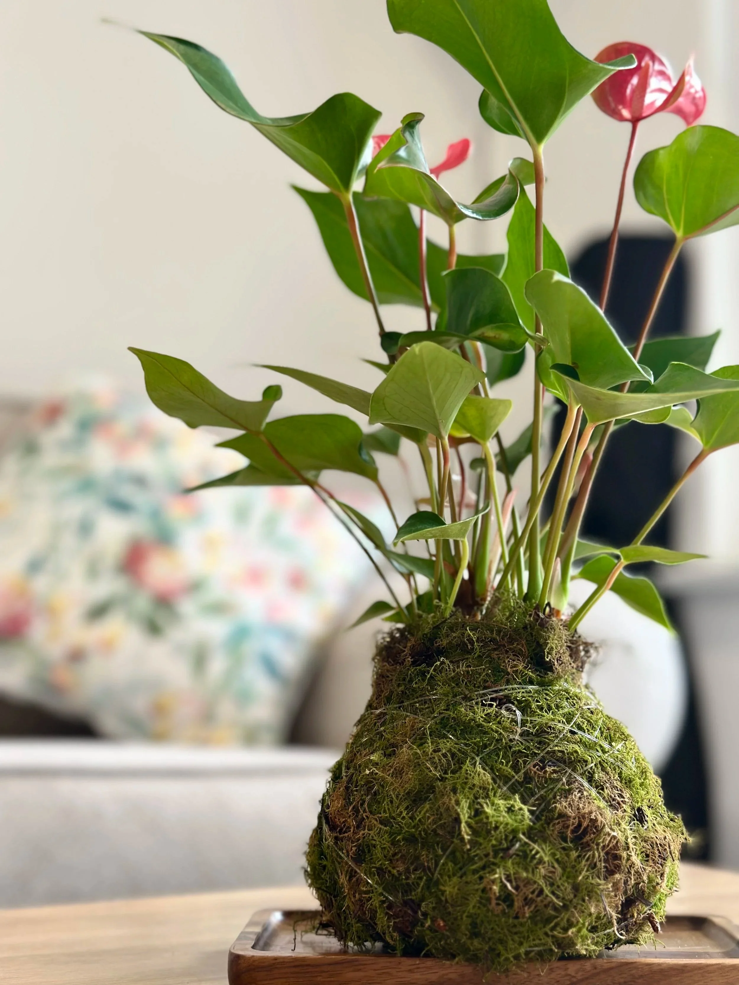 A stylish Anthurium kokedama wrapped with fresh moss placed on a wooden tray.