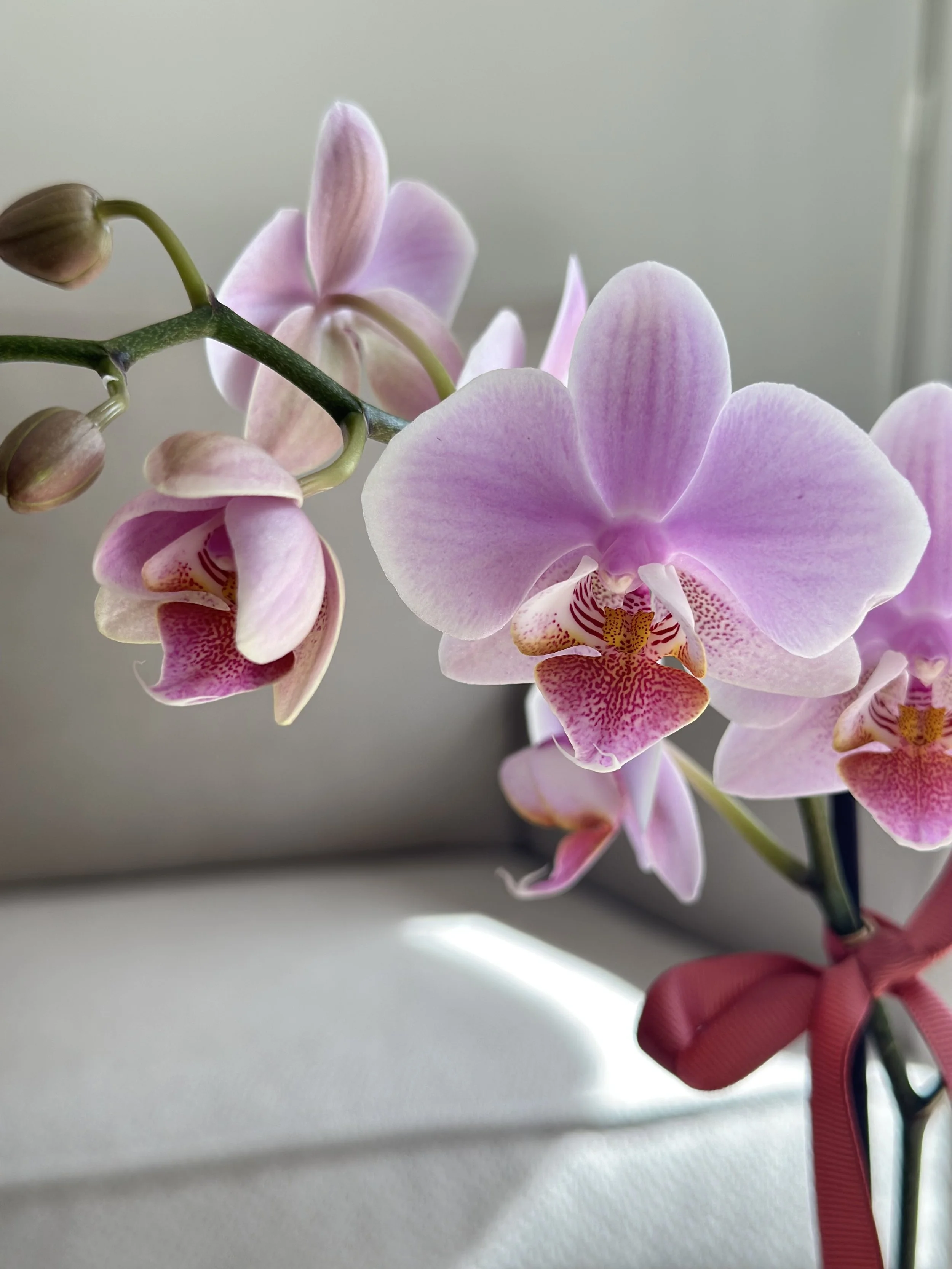 close up of soft pink Phalaenopsis orchid blooms with delicate petals