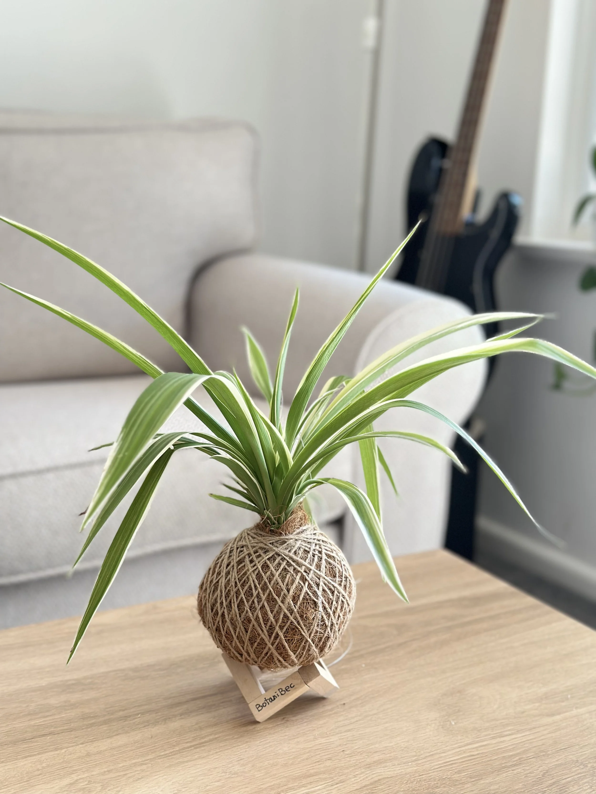 Spider Plant Kokedama (🐱Cat-friendly)