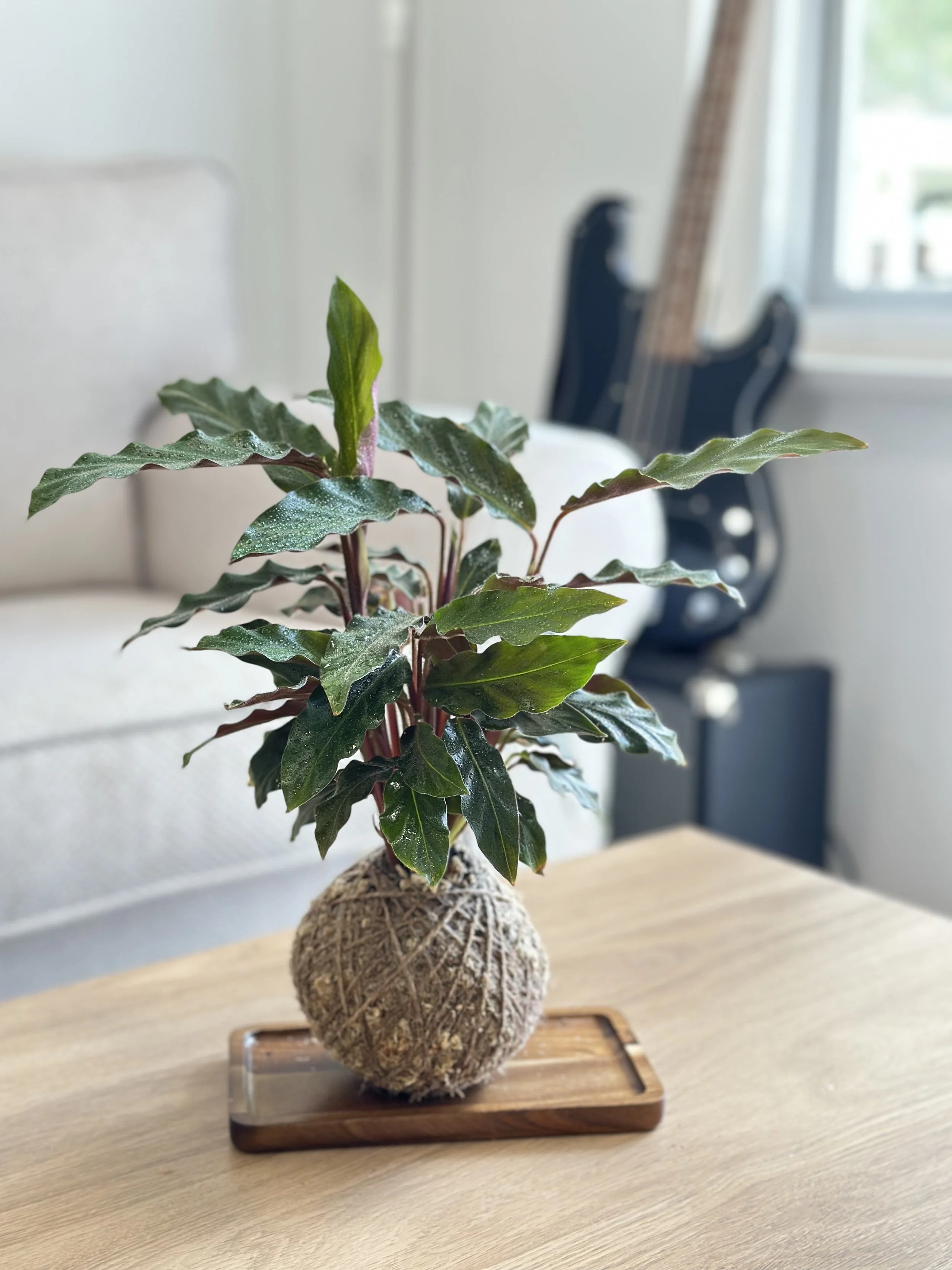 Calathea Rufibarba1.jpg